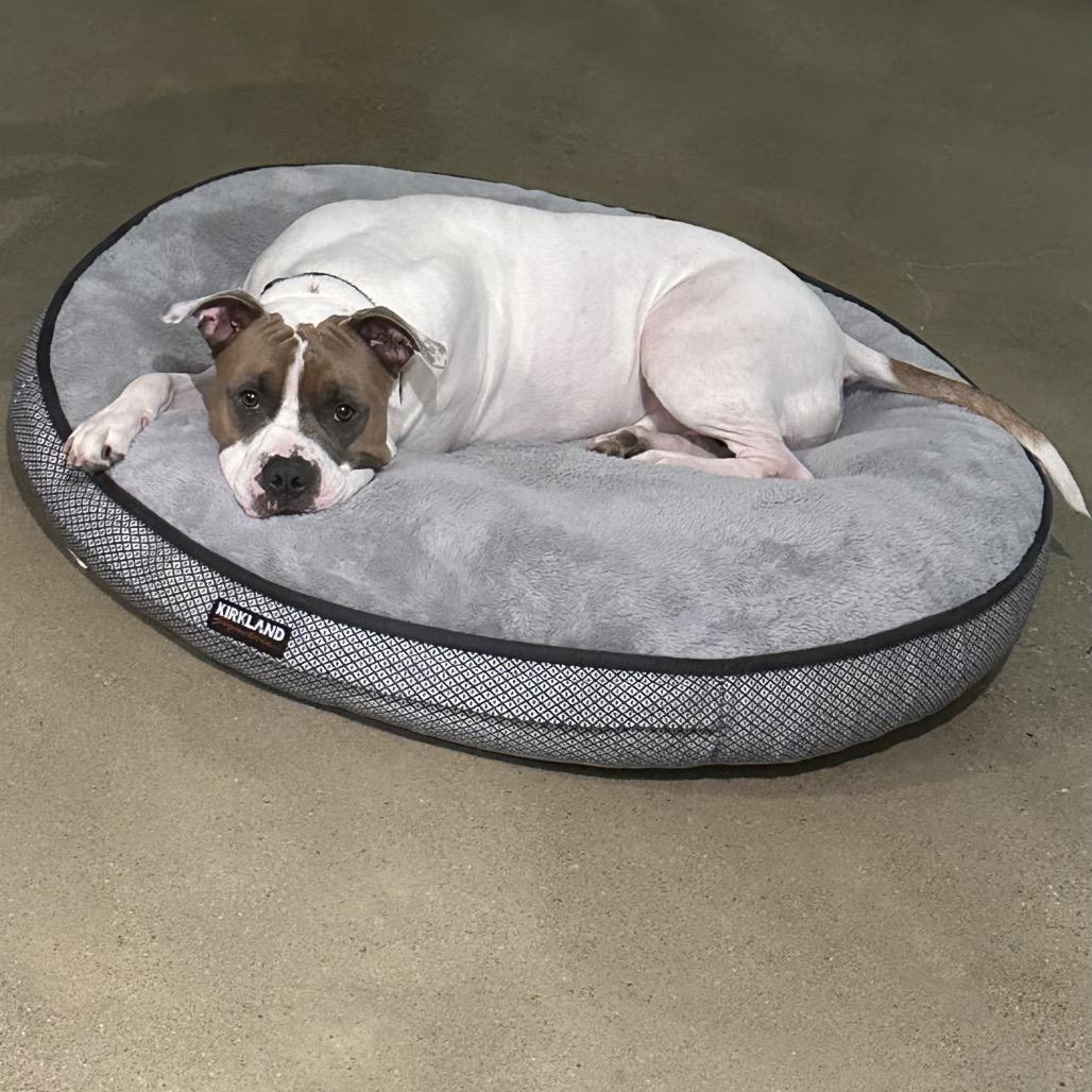 Enlarge Loki, a Adoptable Pit Bull Terrier in Dallas, TX image 3/3