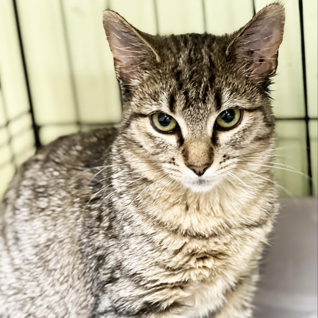 Little Bear, Adoptable, Adult Female Domestic Short Hair.