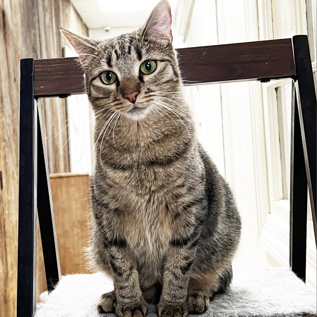 Enlarge Little Bear, a Adoptable Domestic Short Hair in Mount Juliet, TN image 1/2