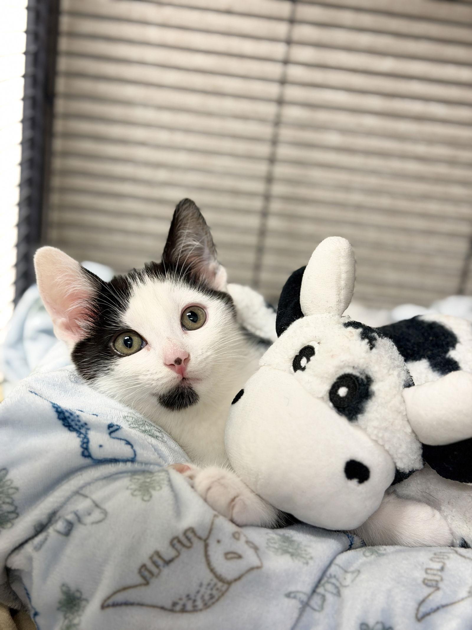 Dot, Adoptable, Young Female Domestic Short Hair.