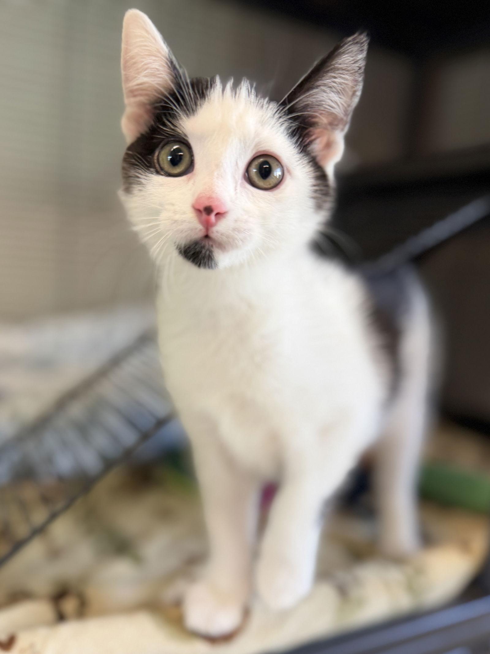 Enlarge Dot, a Adoptable Domestic Short Hair in West Cornwall, CT image 2/3