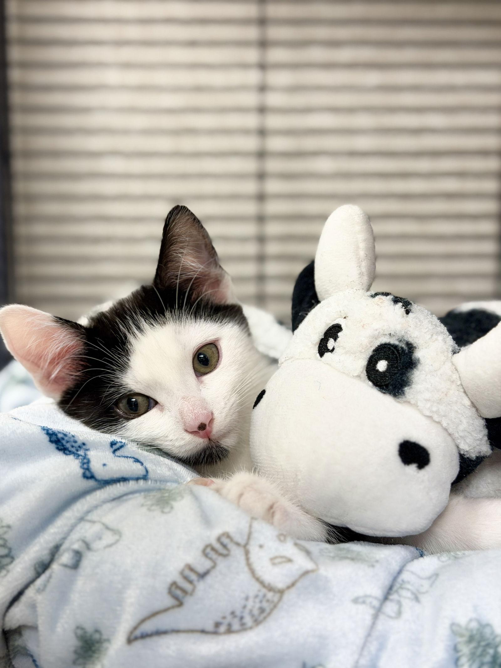 Enlarge Dot, a Adoptable Domestic Short Hair in West Cornwall, CT image 3/3