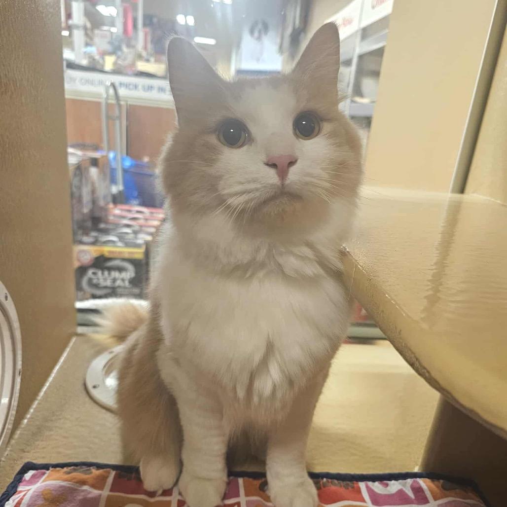 Enlarge Fluffernutter, a Adoptable Domestic Medium Hair in Frederick, MD image 1/4
