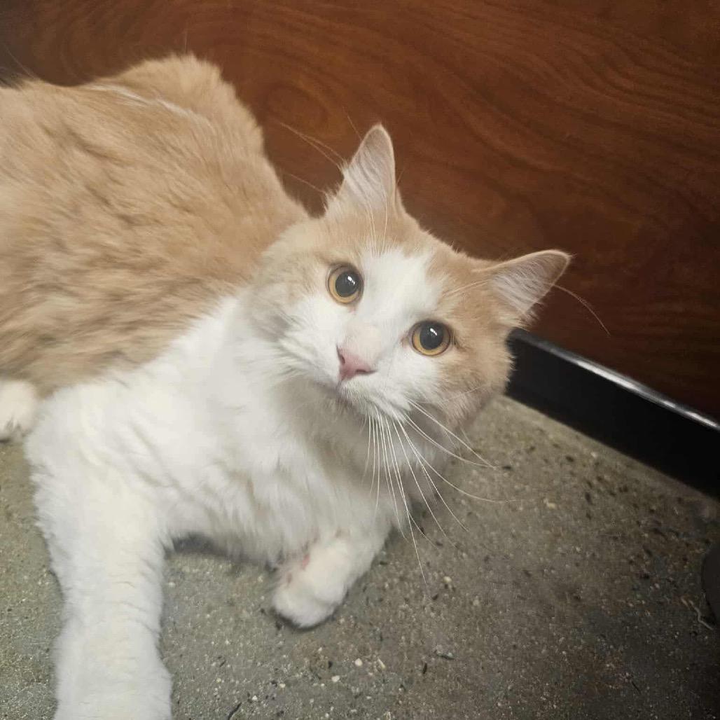 Enlarge Fluffernutter, a Adoptable Domestic Medium Hair in Frederick, MD image 2/4