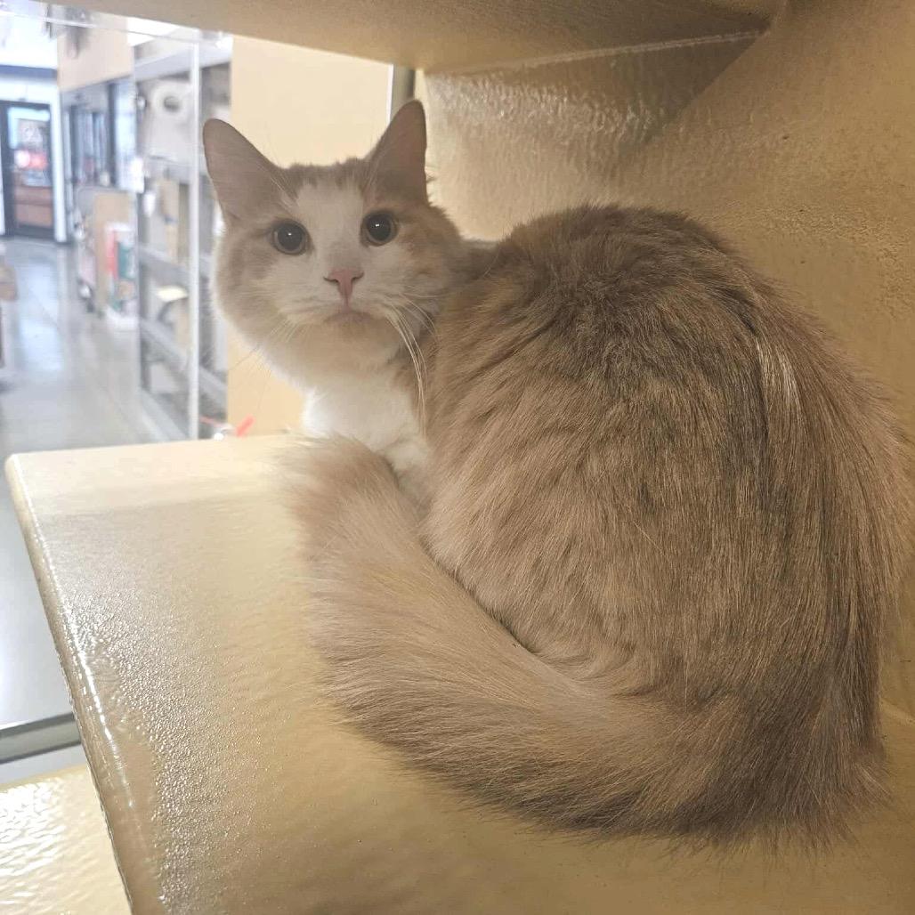 Enlarge Fluffernutter, a Adoptable Domestic Medium Hair in Frederick, MD image 4/4