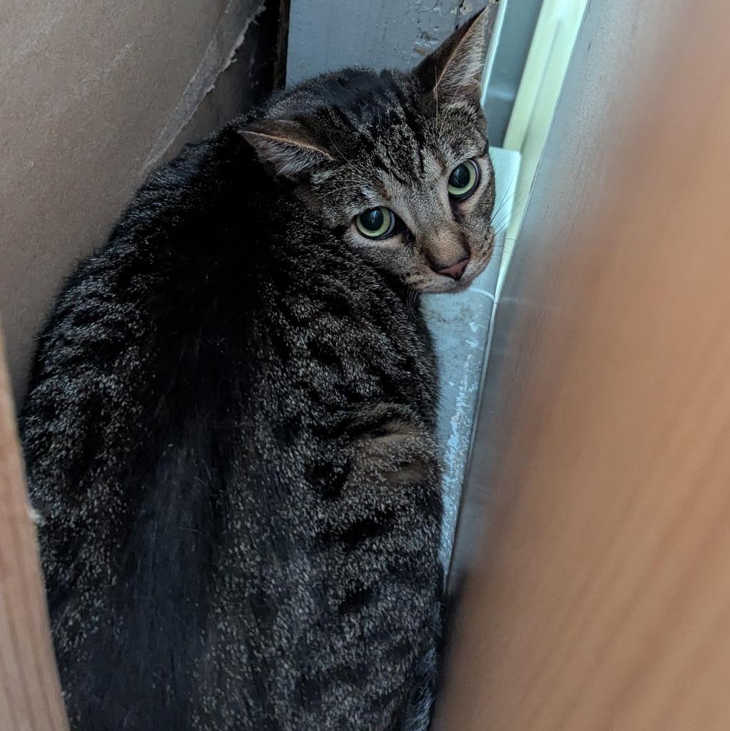 Marsha, a Adoptable mixed breed in Aberdeen, WA image 2/2