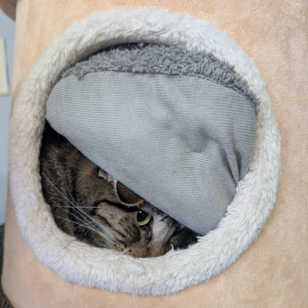 Marsha, Adoptable, Adult Female Domestic Short Hair.