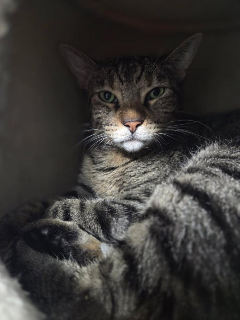 Marsha, a Adoptable mixed breed in Aberdeen, WA image 3/4