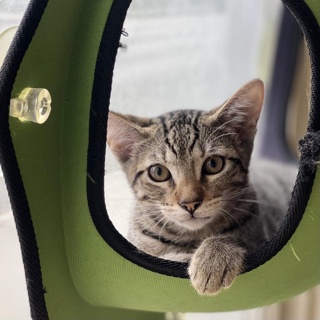 Enlarge Marsha, a Adoptable mixed breed in Aberdeen, WA image 3/3