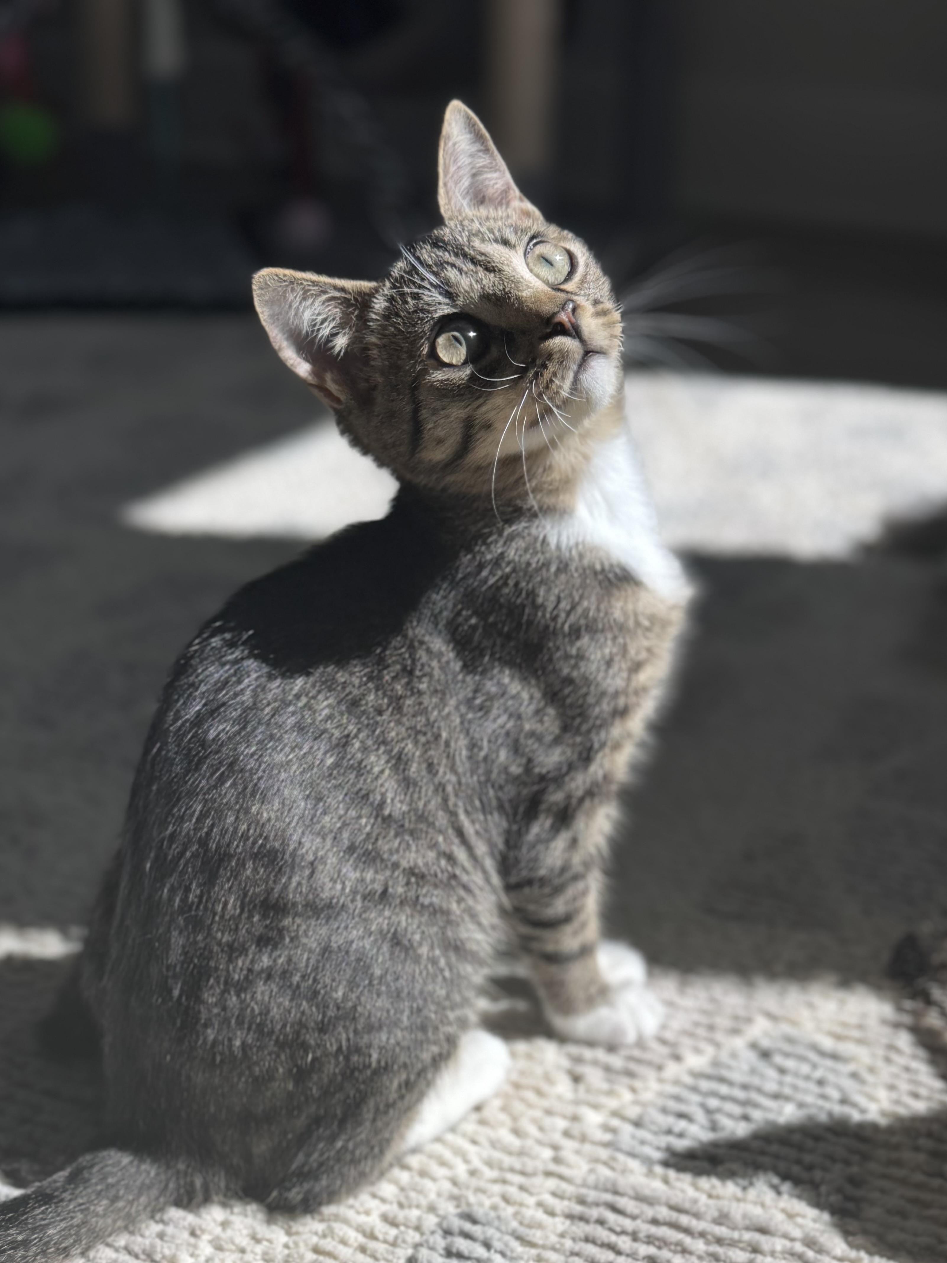 Ma Petite Tig Tig, a Adoptable mixed breed in St Petersburg, FL image 1/6