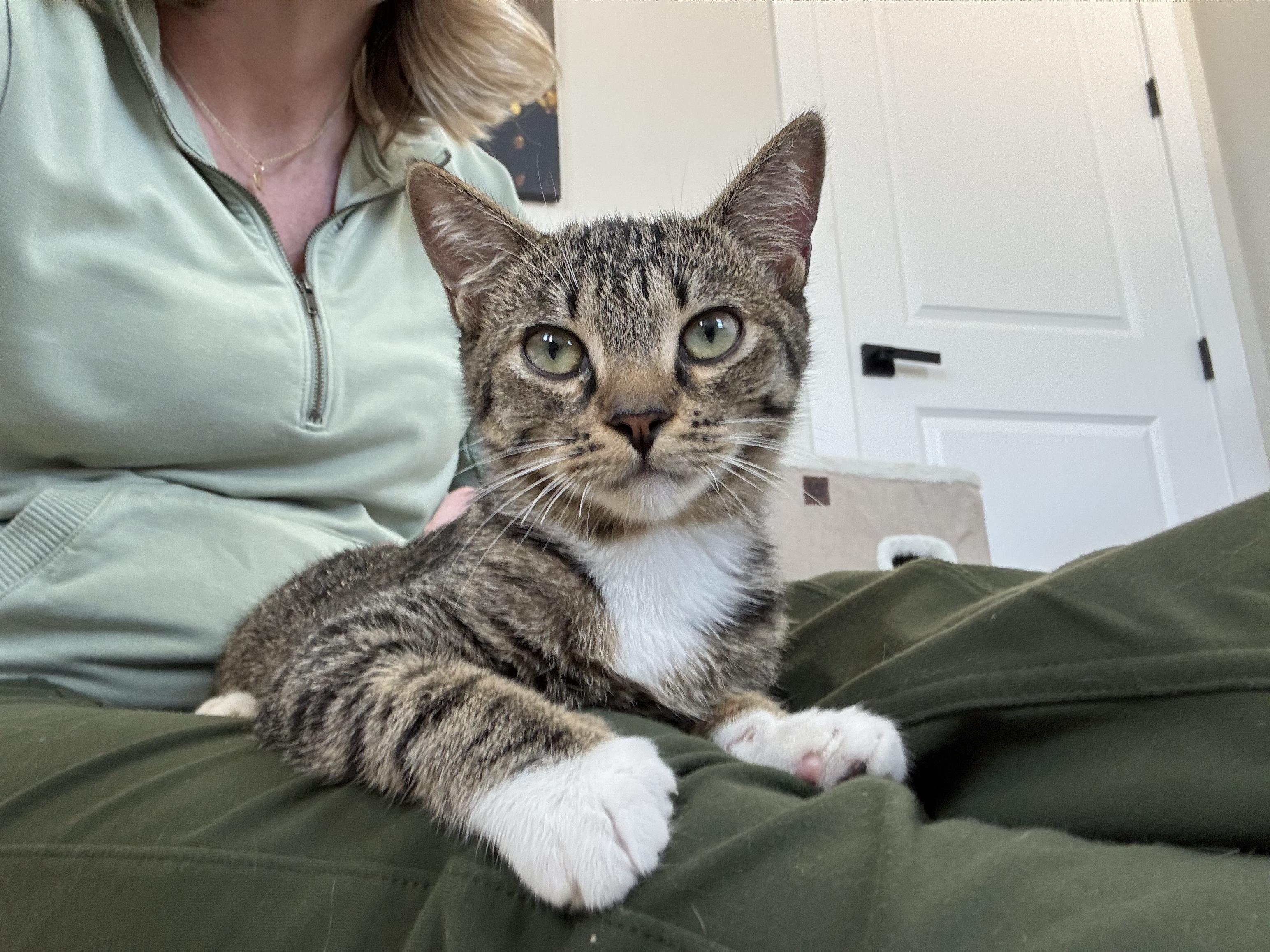 Ma Petite Tig Tig, a Adoptable mixed breed in St Petersburg, FL image 2/6