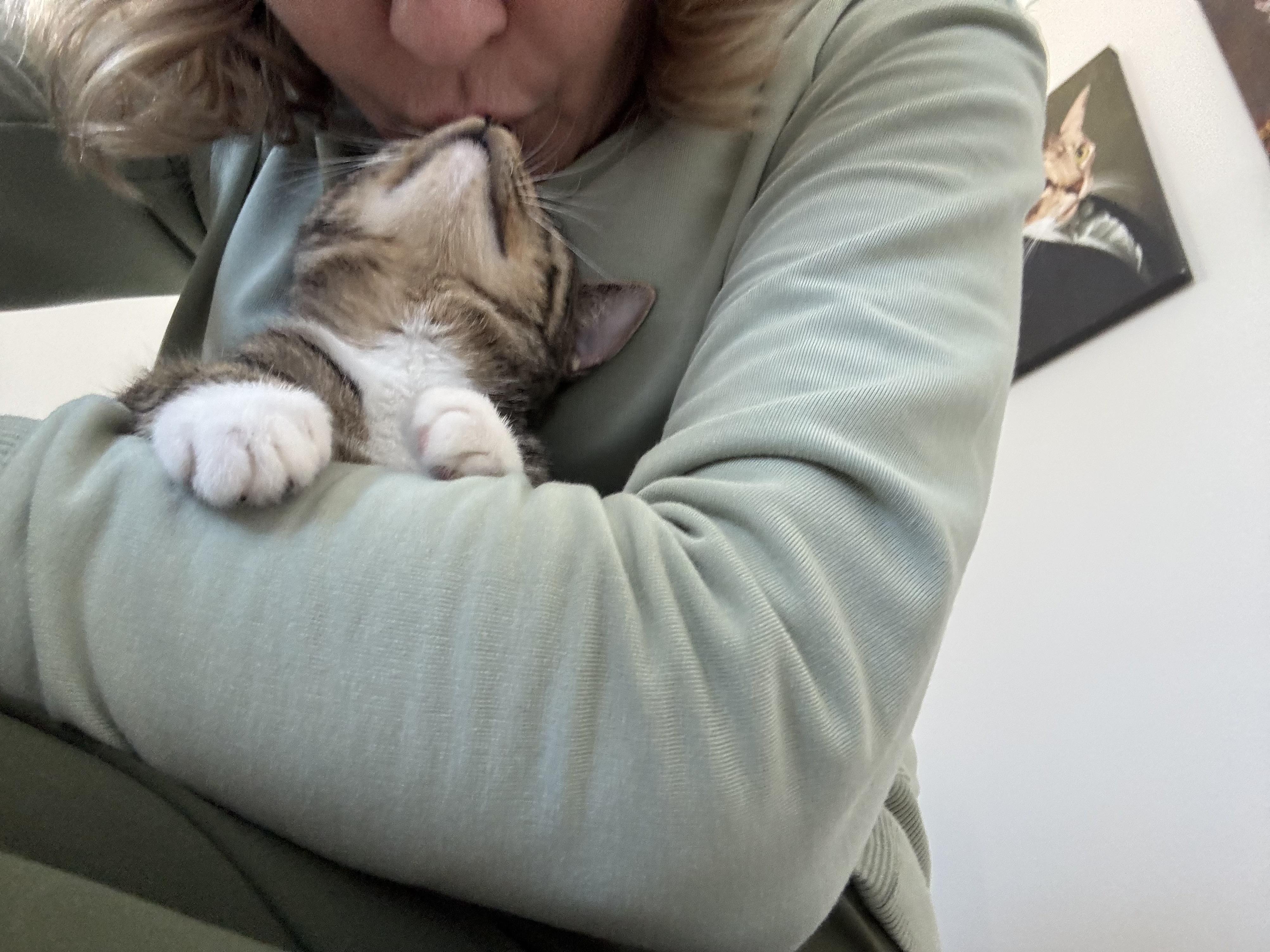 Ma Petite Tig Tig, a Adoptable mixed breed in St Petersburg, FL image 3/6