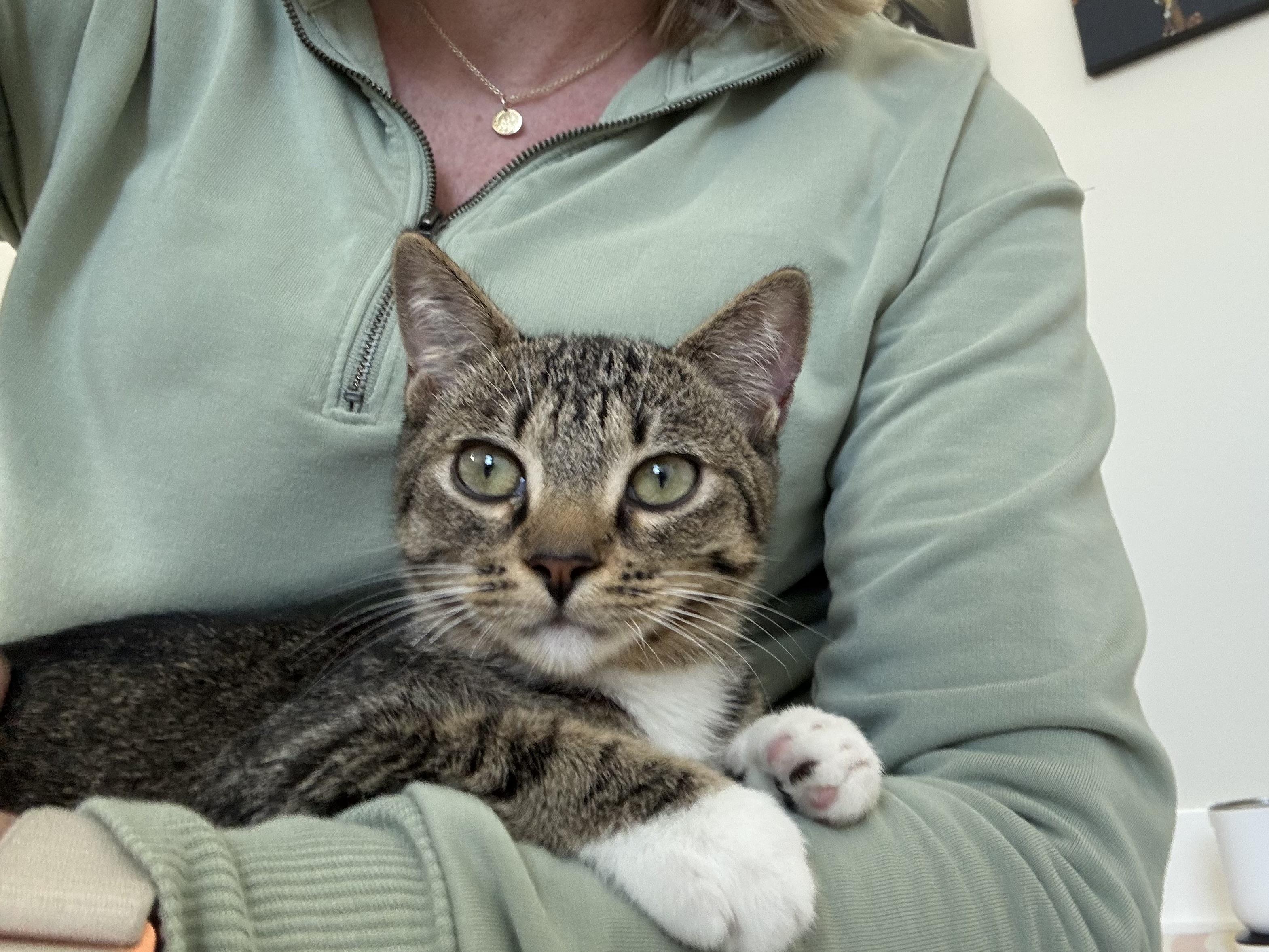 Ma Petite Tig Tig, a Adoptable mixed breed in St Petersburg, FL image 5/6