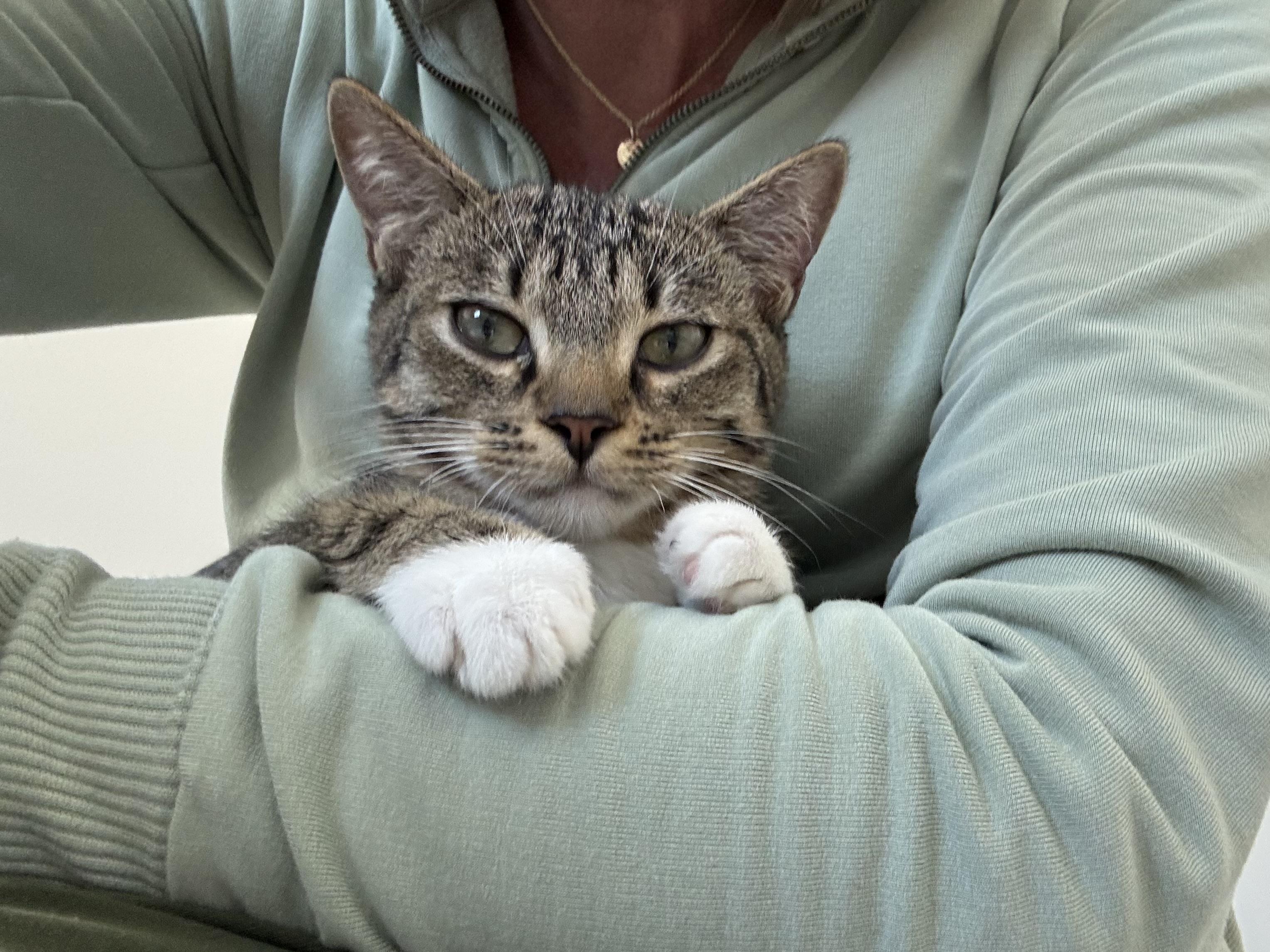 Ma Petite Tig Tig, a Adoptable mixed breed in St Petersburg, FL image 6/6