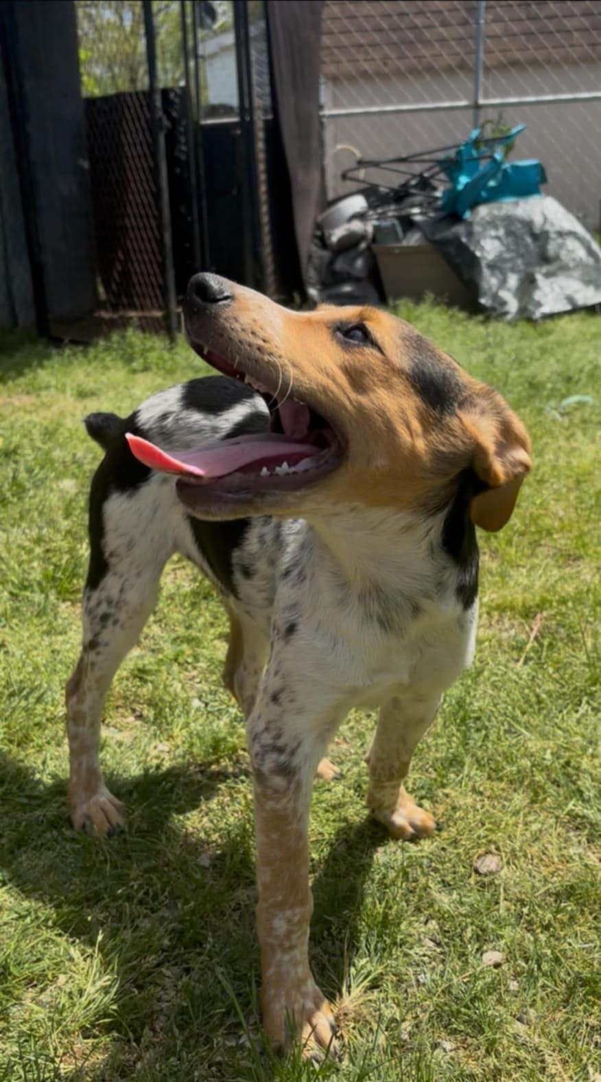 Enlarge BobTailHeelers, a Adoptable mixed breed in Lonsdale, AR image 1/3