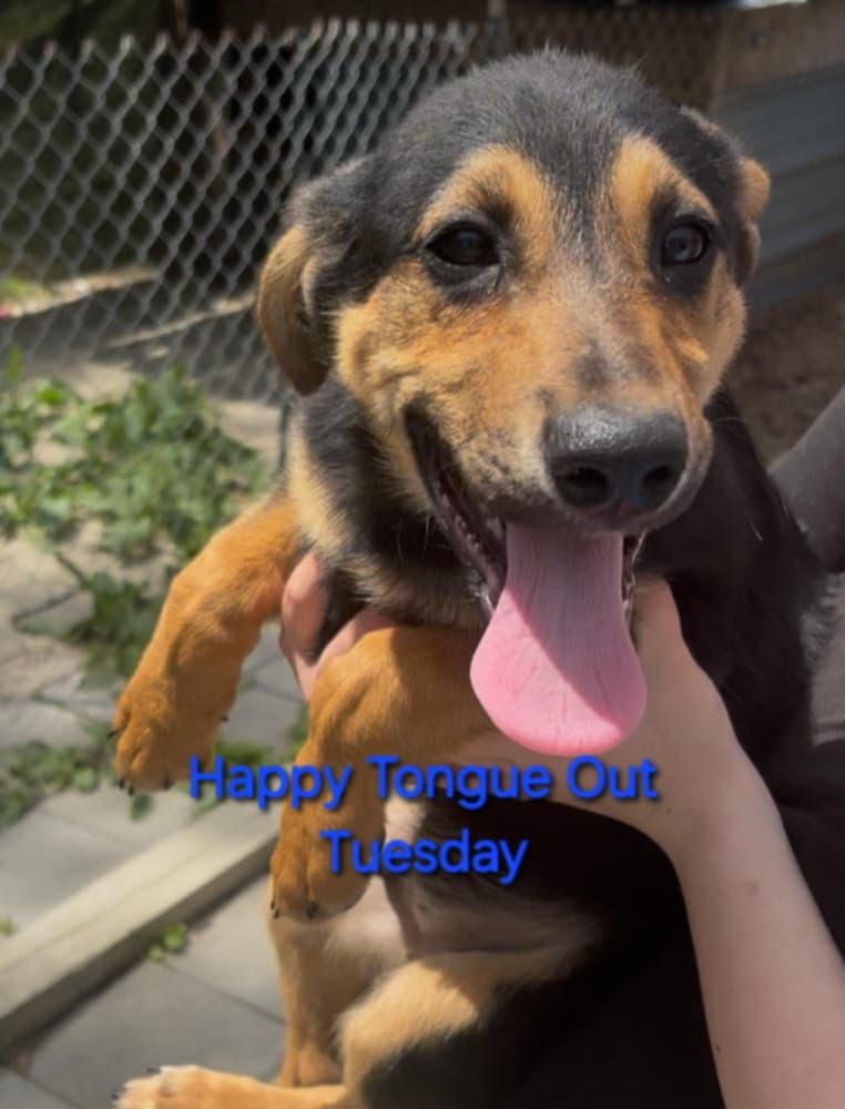 Enlarge BobTailHeelers, a Adoptable mixed breed in Lonsdale, AR image 2/3