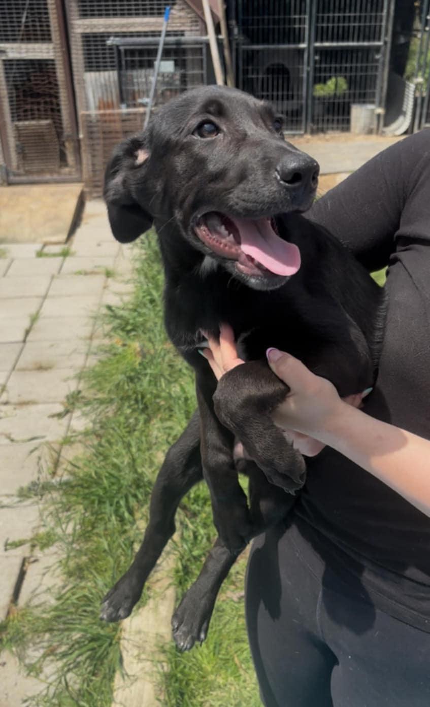 Enlarge BobTailHeelers, a Adoptable mixed breed in Lonsdale, AR image 3/3