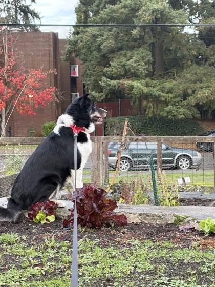 Enlarge Bayleaf, a Adoptable mixed breed in Seattle, WA image 1/3