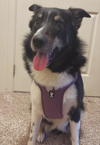 Enlarge Bayleaf, a Adoptable mixed breed in Seattle, WA image 2/3