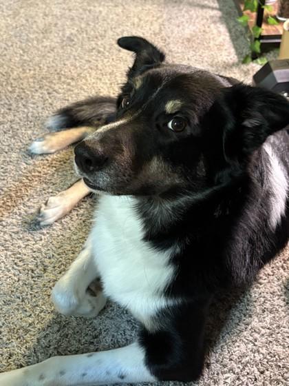 Enlarge Bayleaf, a Adoptable mixed breed in Seattle, WA image 3/3