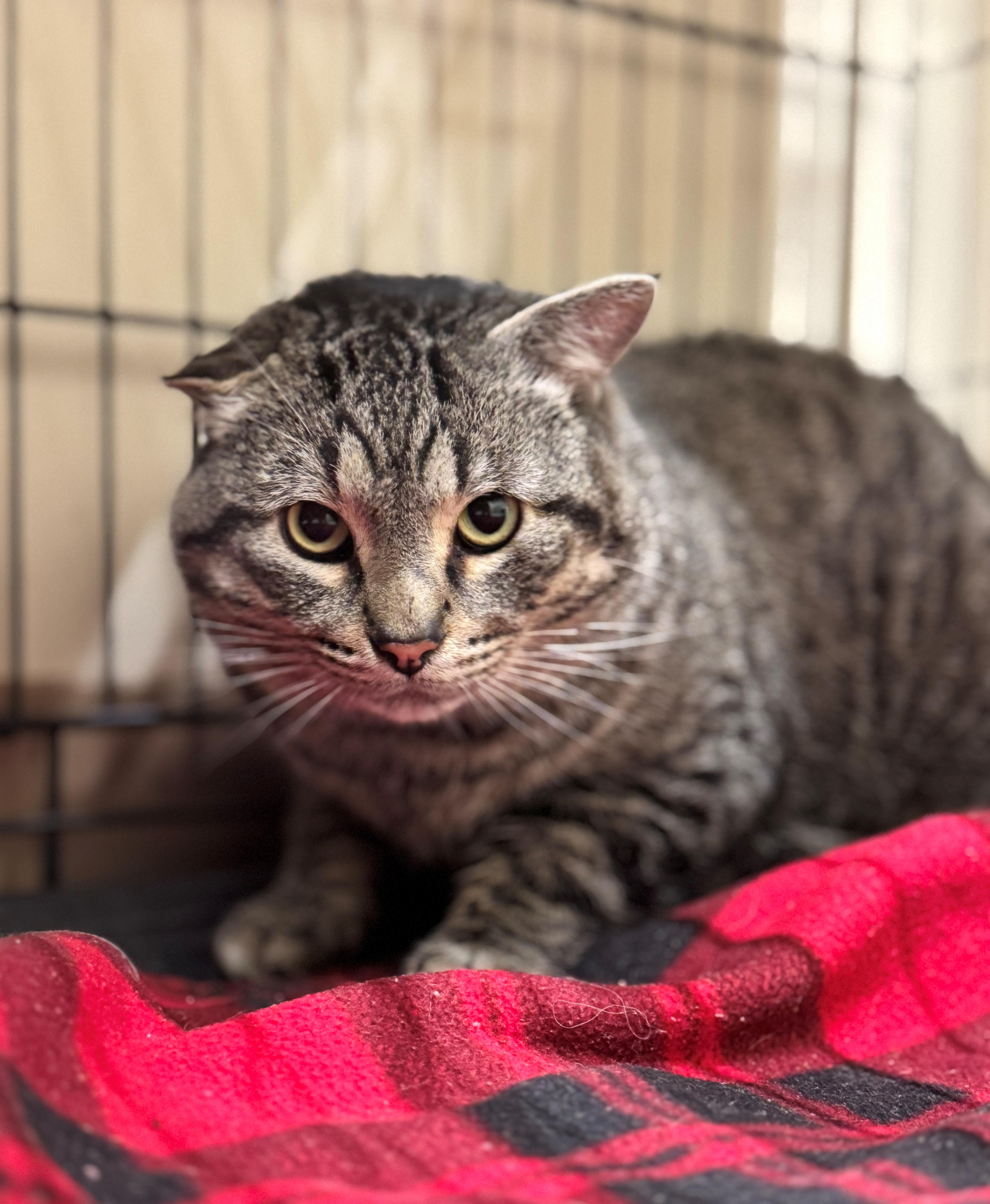 Enlarge Hefty, a ADOPTABLE Domestic Short Hair in Hackensack, MN image 2/5