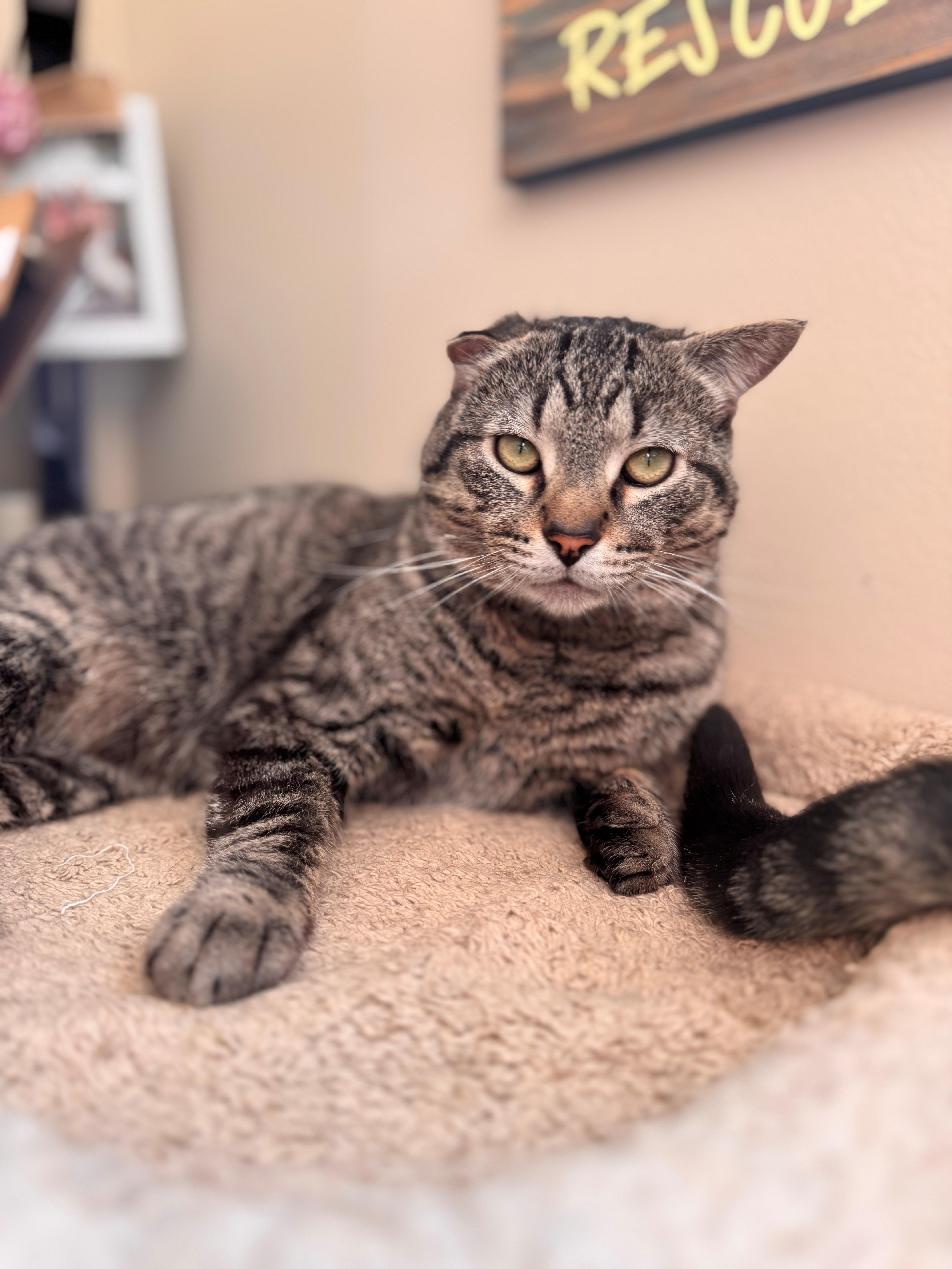 Enlarge Hefty, a ADOPTABLE Domestic Short Hair in Hackensack, MN image 3/5