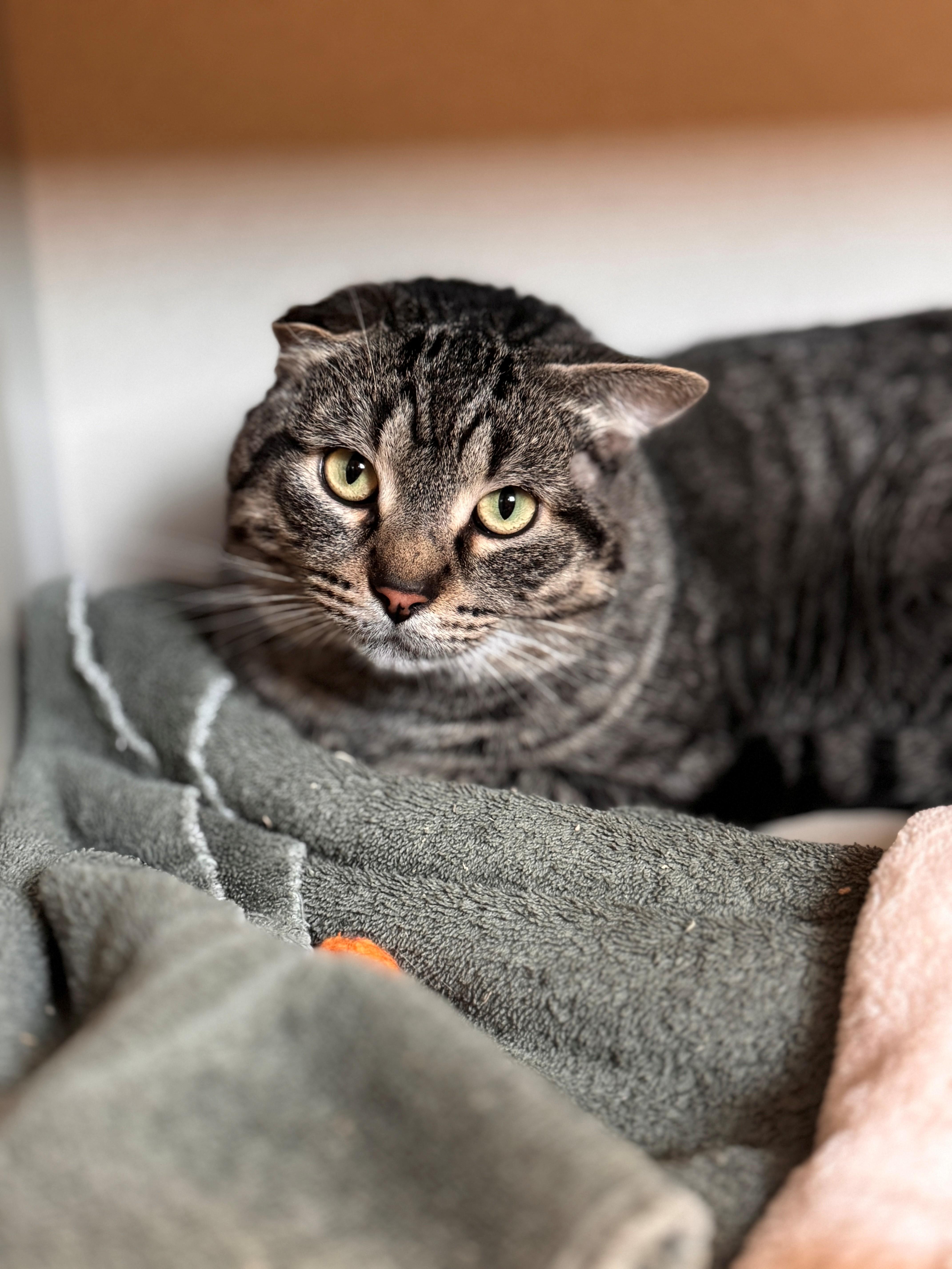 Hefty, ADOPTABLE, Adult Male Domestic Short Hair.