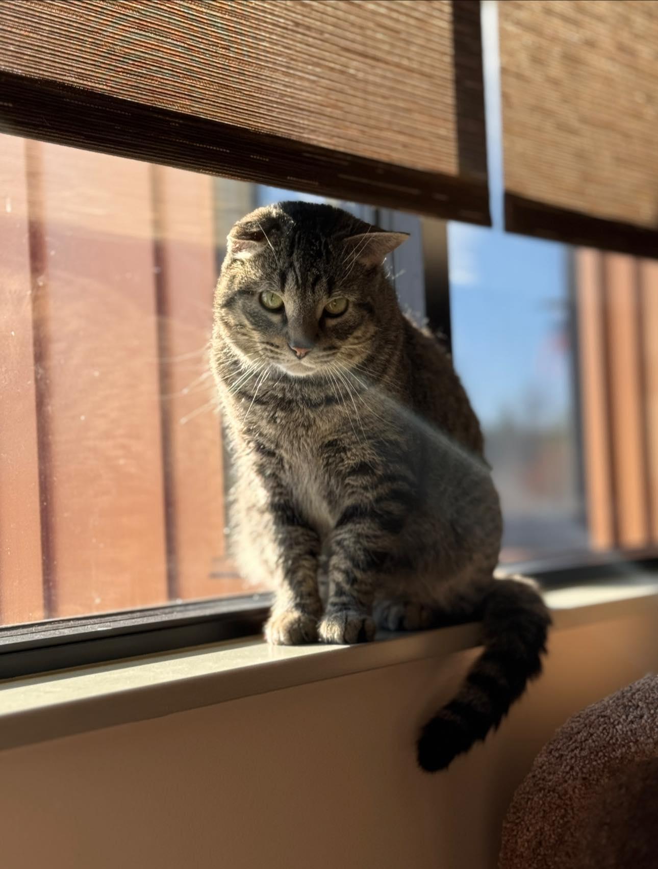 Enlarge Hefty, a ADOPTABLE Domestic Short Hair in Hackensack, MN image 5/5