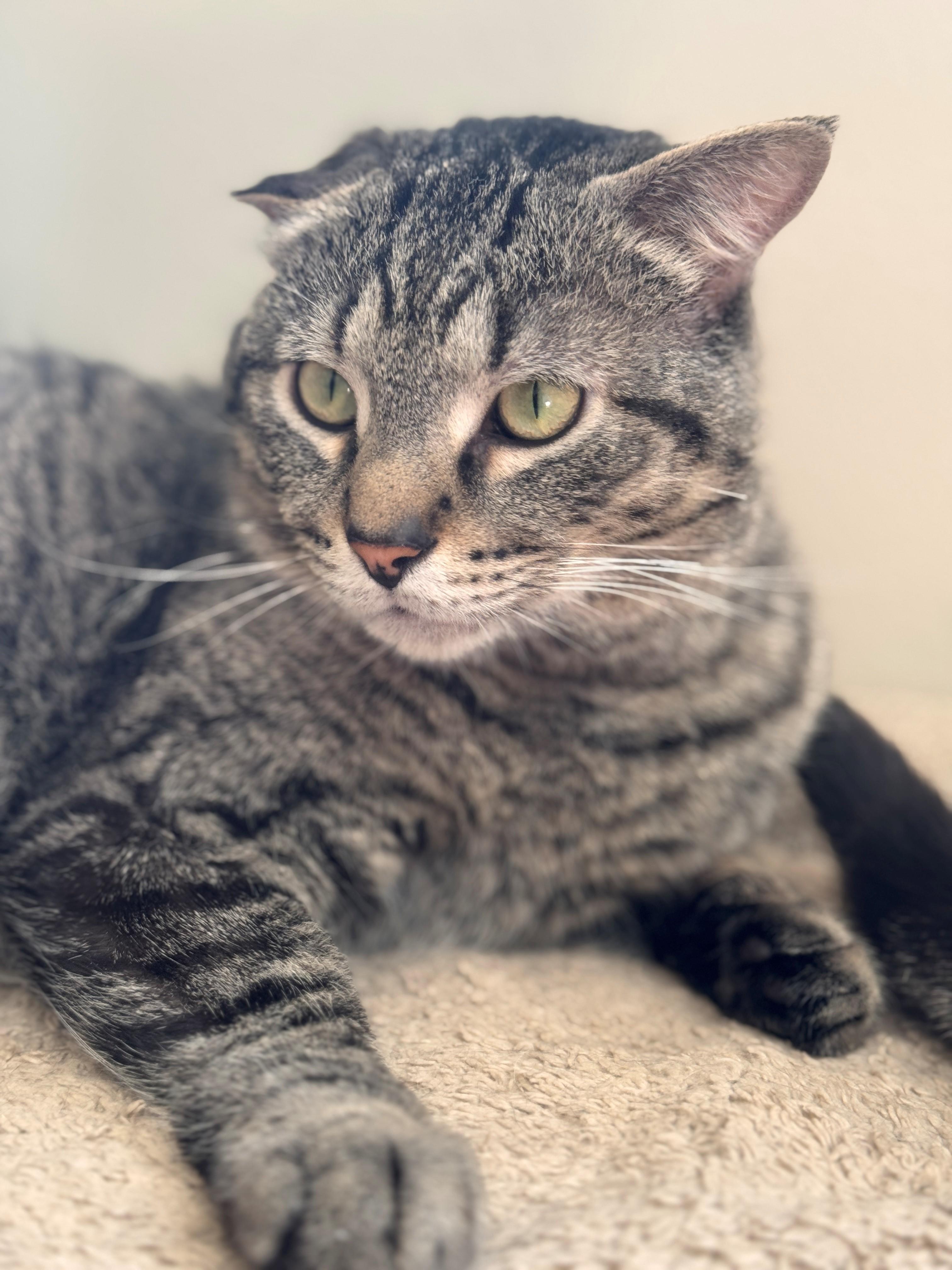 Enlarge Hefty, a ADOPTABLE Domestic Short Hair in Hackensack, MN image 1/5