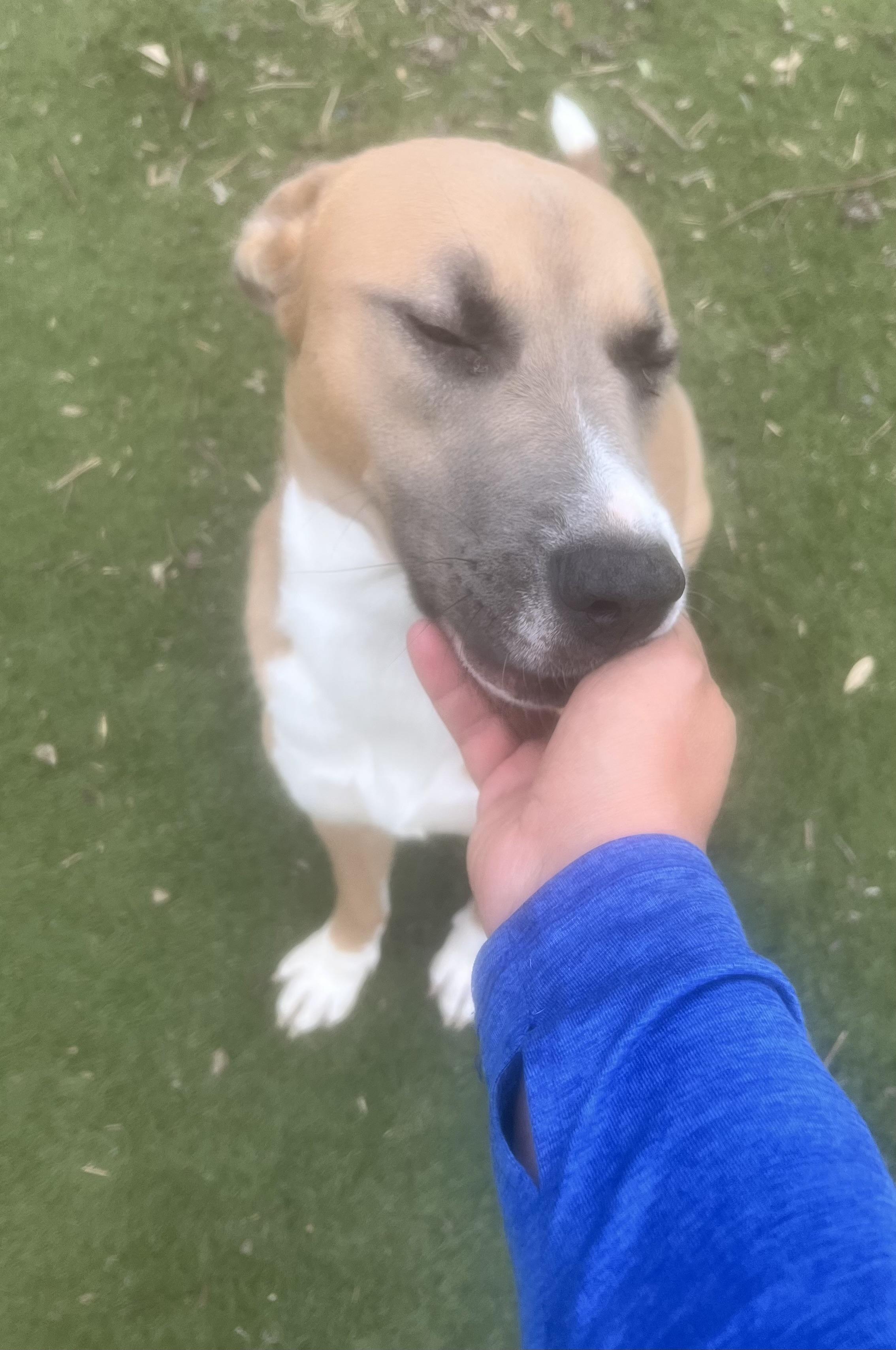 Enlarge Goldie.! Miss Congeniality! , a ADOPTABLE mixed breed in Cambridge, MA image 2/6