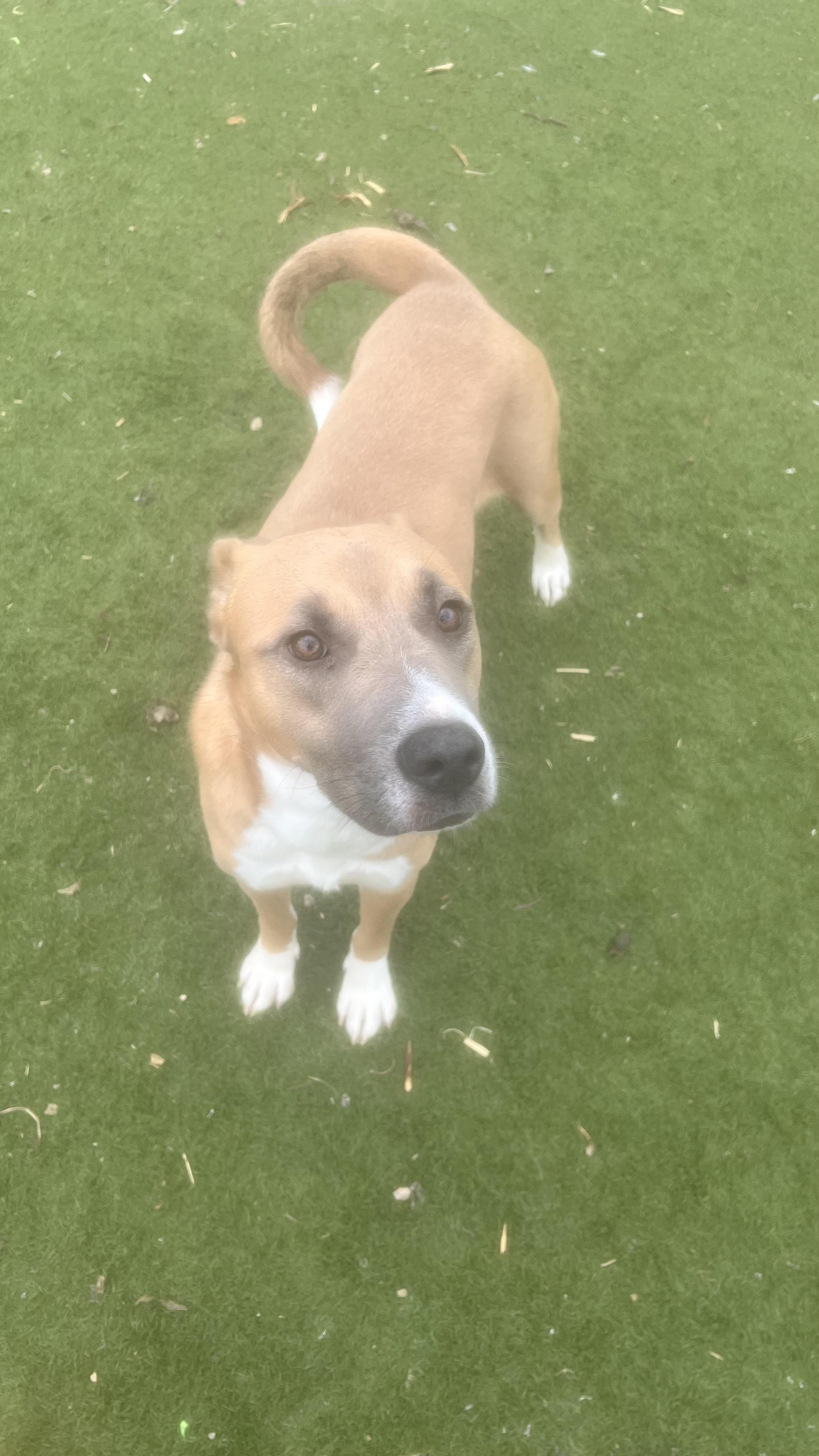 Enlarge Goldie.! Miss Congeniality! , a ADOPTABLE mixed breed in Cambridge, MA image 1/6