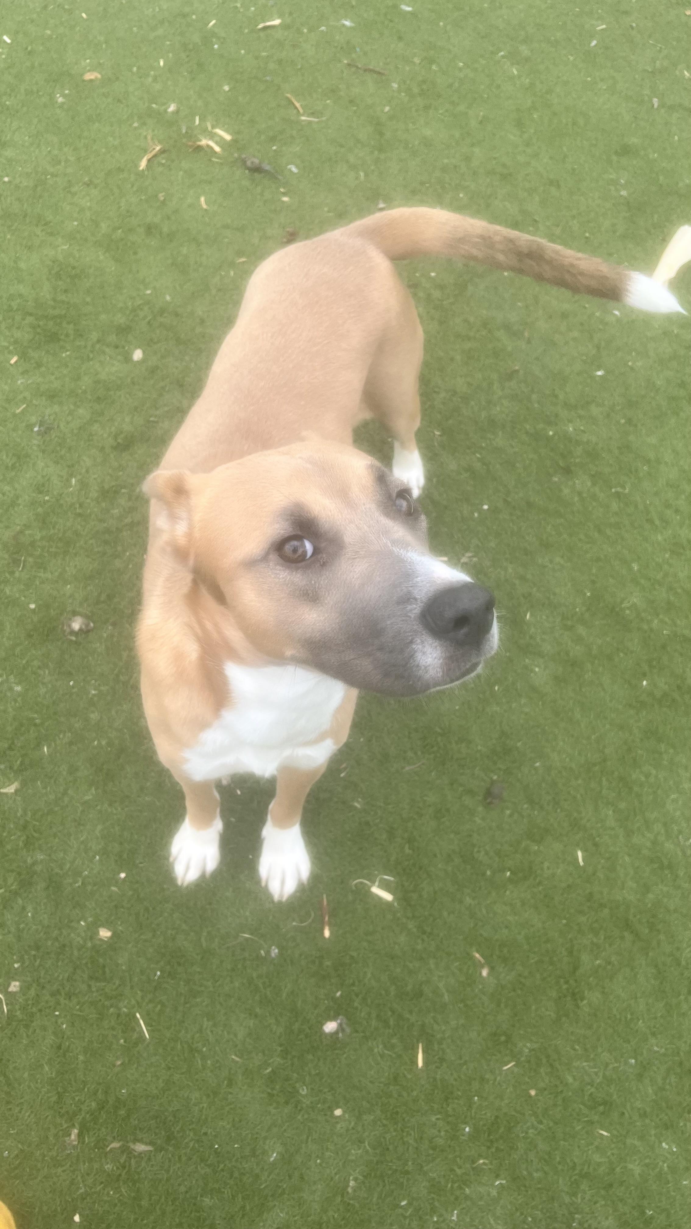 Enlarge Goldie.! Miss Congeniality! , a ADOPTABLE mixed breed in Cambridge, MA image 4/6