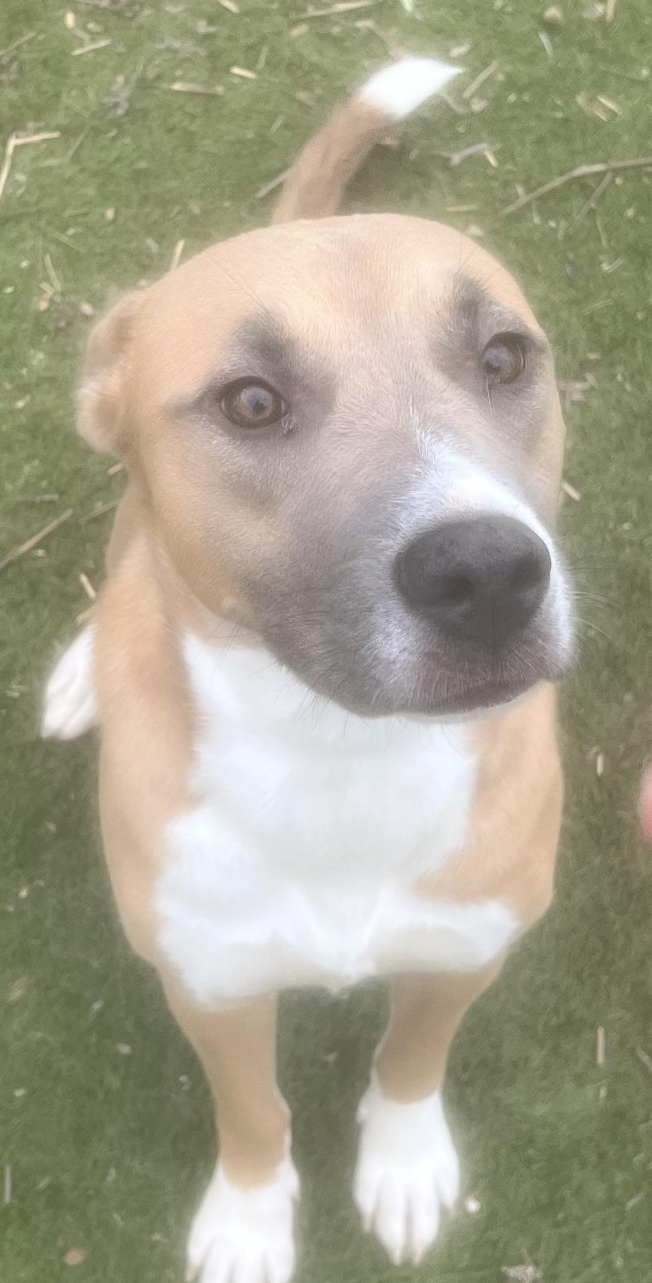 Enlarge Goldie.! Miss Congeniality! , a ADOPTABLE mixed breed in Cambridge, MA image 3/6