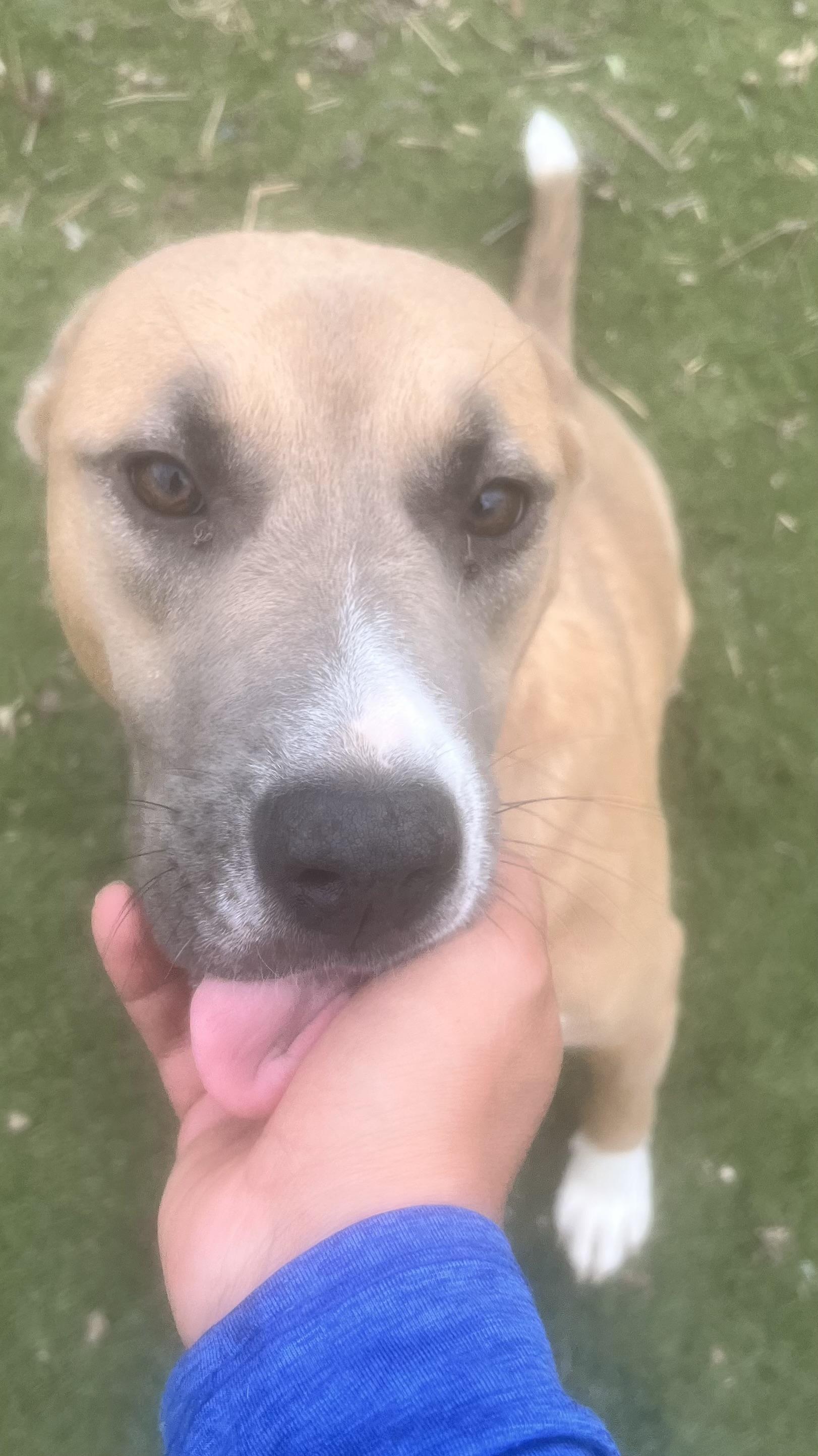 Enlarge Goldie.! Miss Congeniality! , a ADOPTABLE mixed breed in Cambridge, MA image 6/6