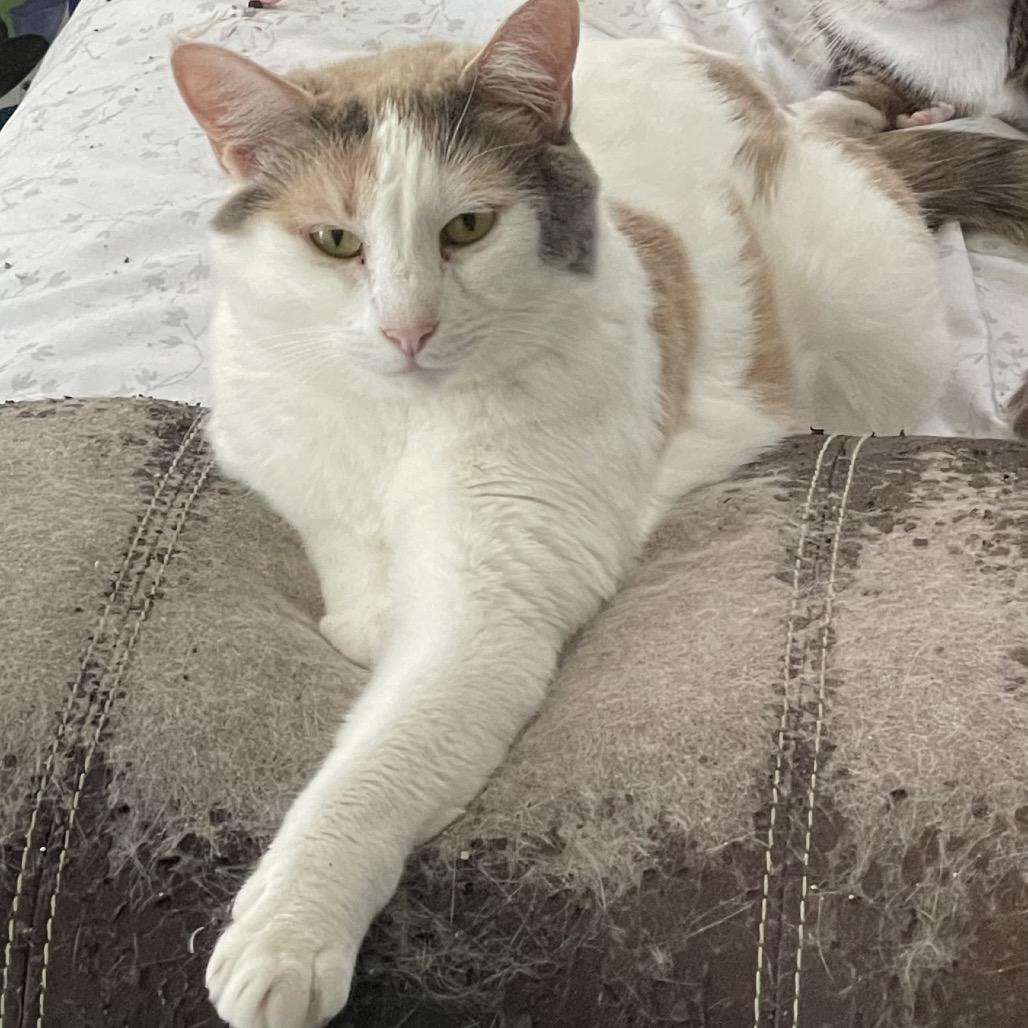 Pebbles the Cat, a Adoptable Domestic Short Hair in St. Peters, MO image 1/4