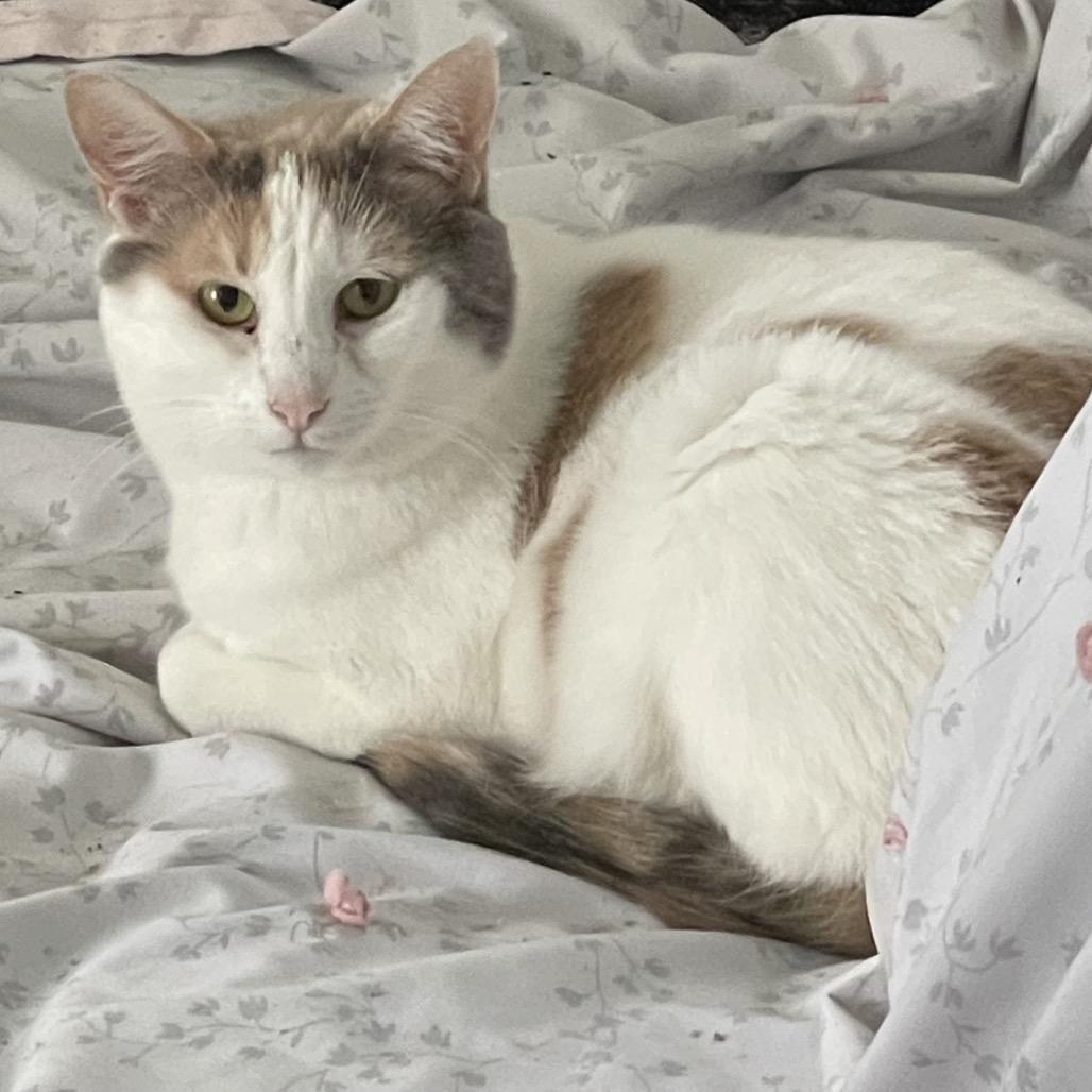 Pebbles the Cat — thumbnail 2