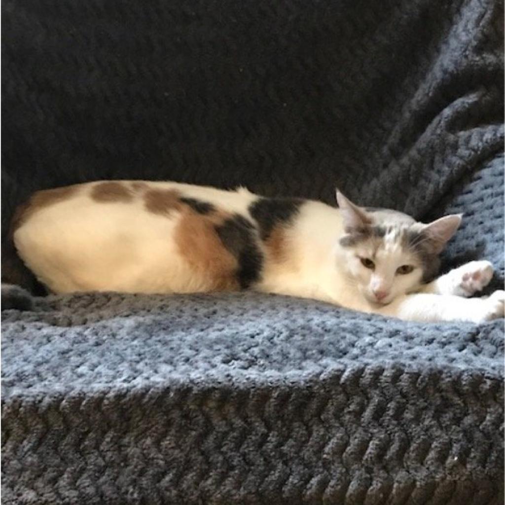 Pebbles the Cat, a Adoptable Domestic Short Hair in St. Peters, MO image 3/4
