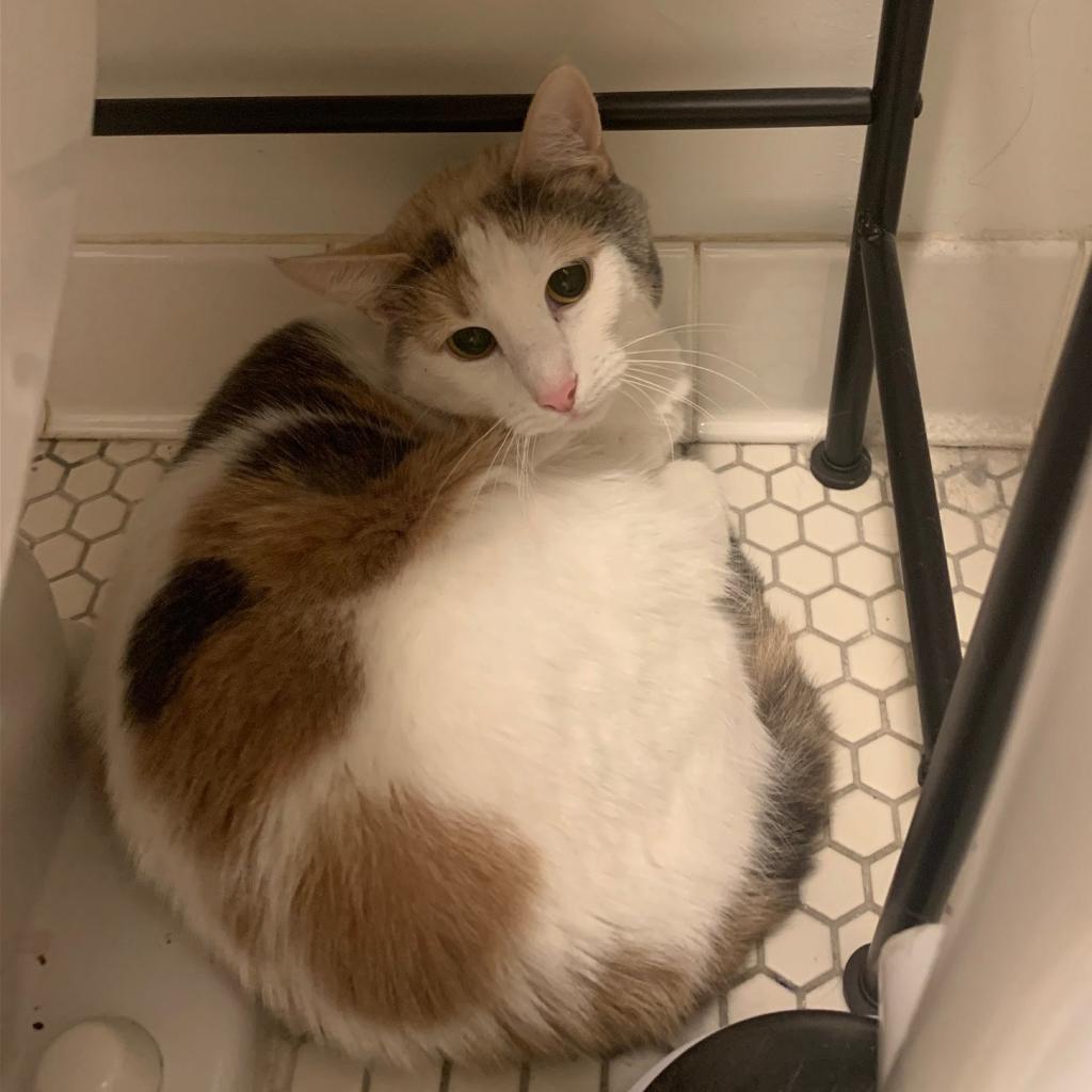 Pebbles the Cat, a Adoptable Domestic Short Hair in St. Peters, MO image 4/4