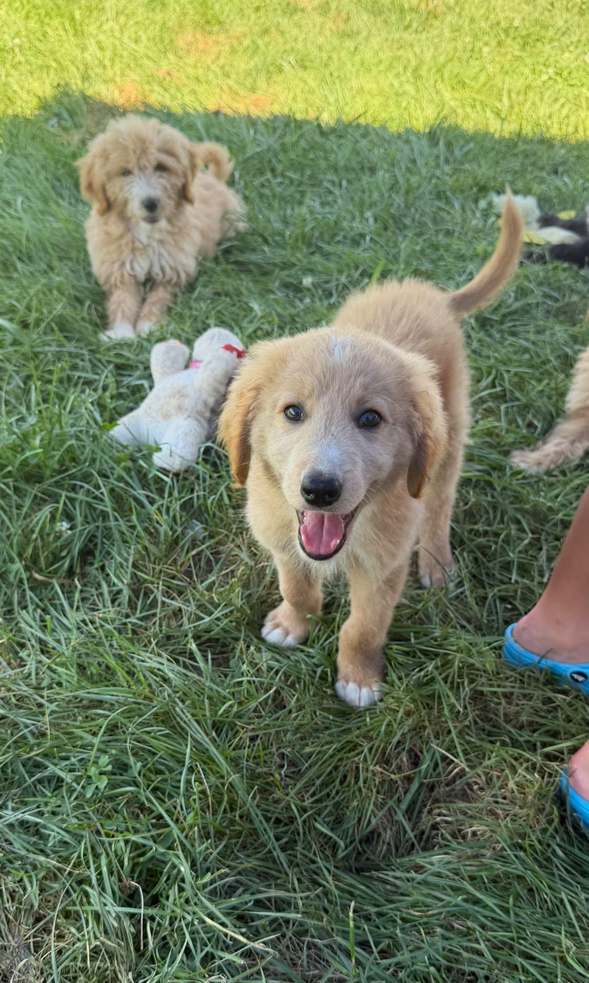 Tanner, adopted, Puppy Male Goldendoodle.