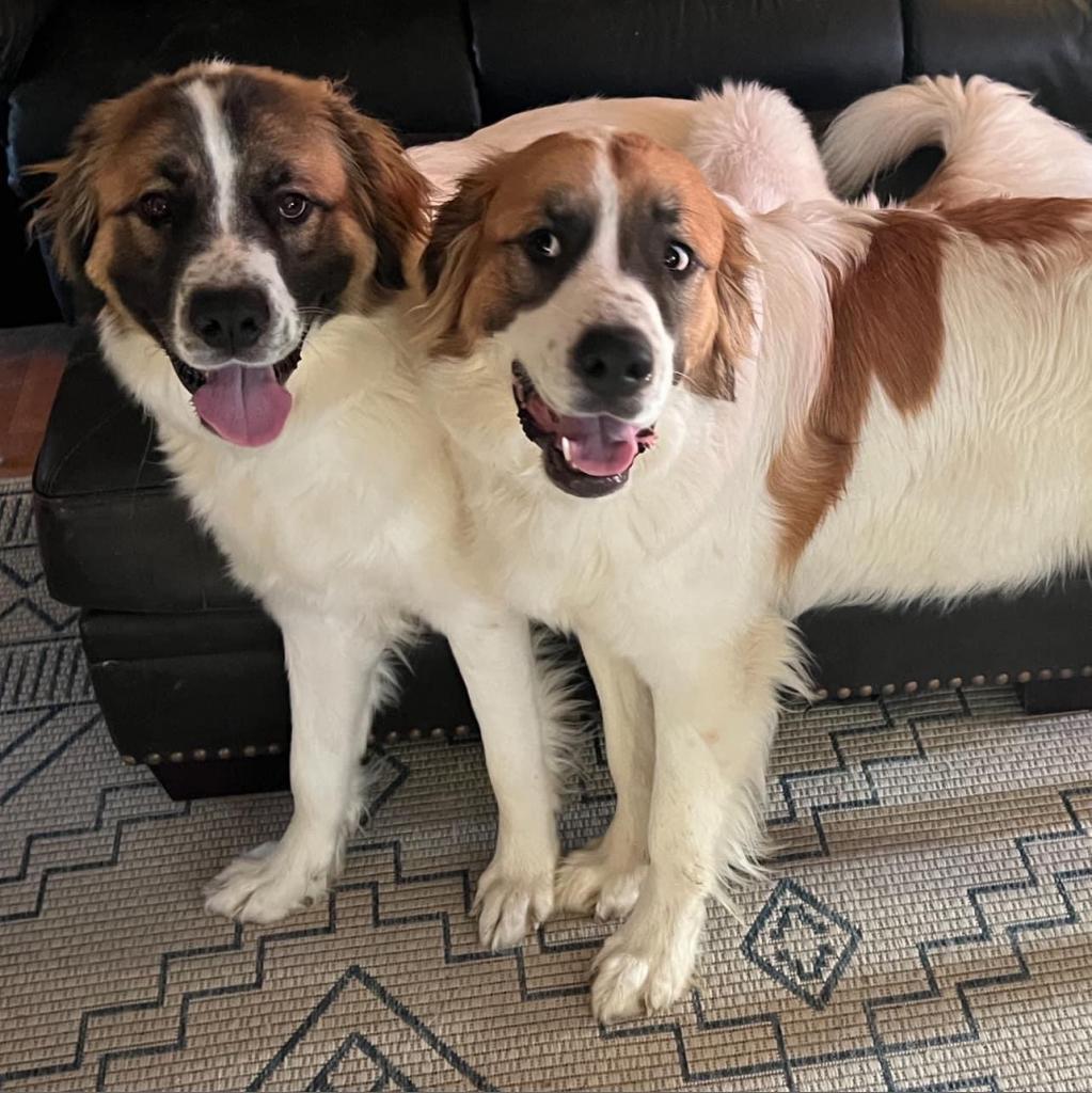Jada, Adoptable, Adult Female Great Pyrenees & Saint Bernard.