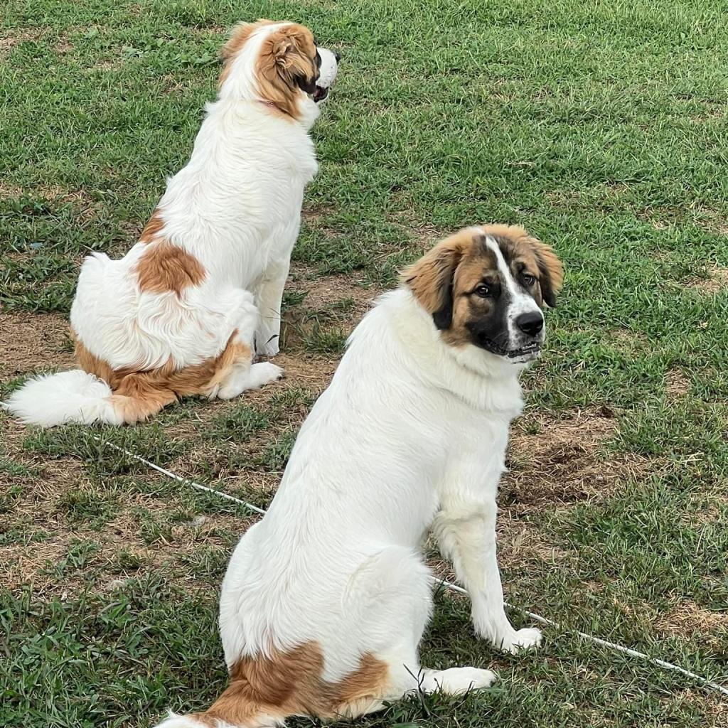 Enlarge Jada, a Adoptable mixed breed in Jackson, MO image 3/6