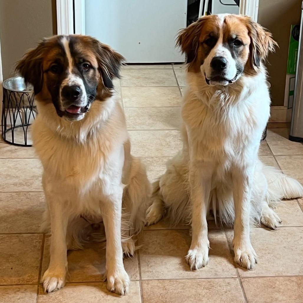 Enlarge Jada, a Adoptable mixed breed in Jackson, MO image 4/6