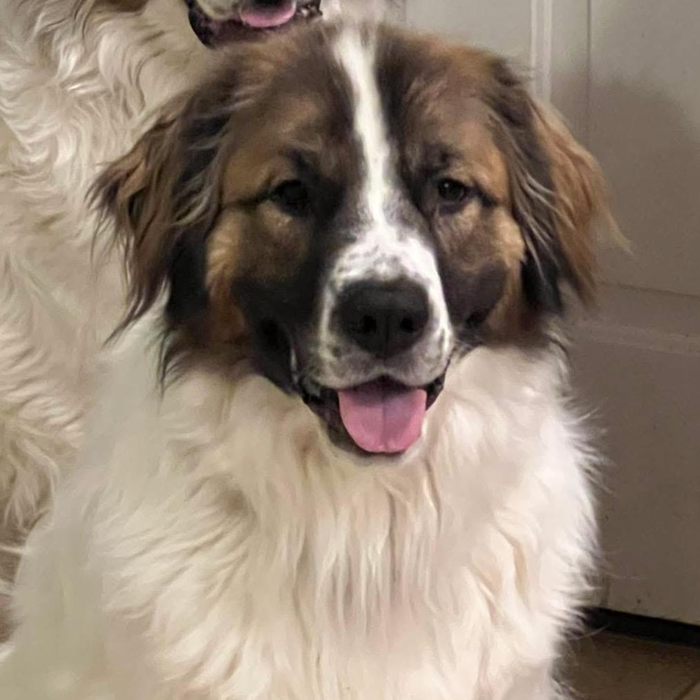 Enlarge Jada, a Adoptable mixed breed in Jackson, MO image 5/6