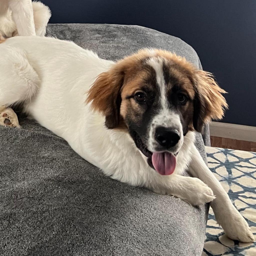 Enlarge Jada, a Adoptable mixed breed in Jackson, MO image 6/6