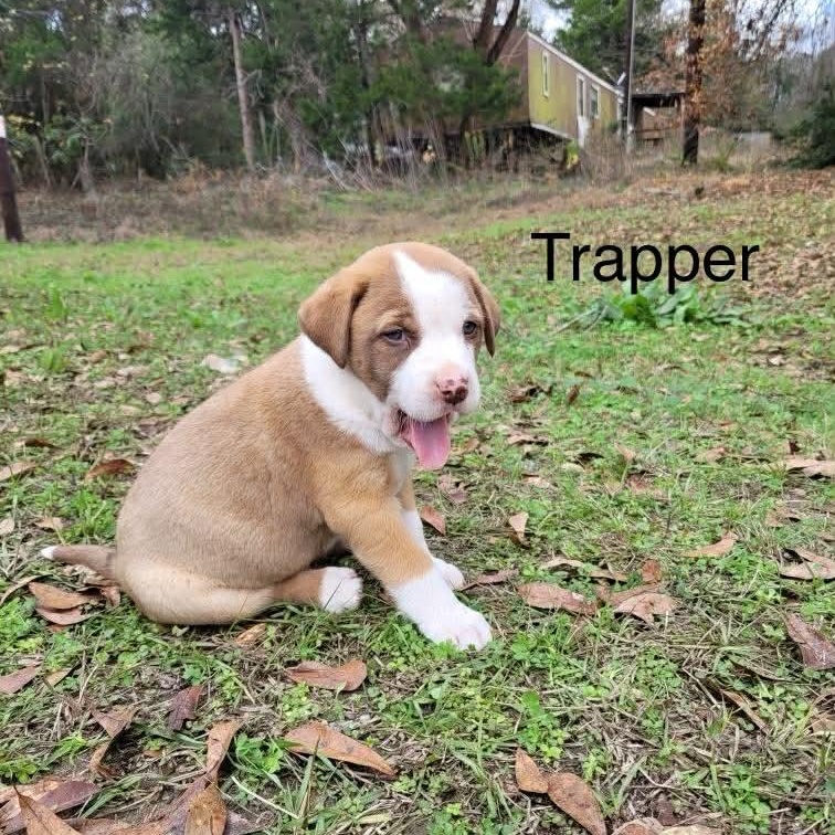 Trapper, Adoptable, Puppy Male Labrador Retriever & Mixed Breed.