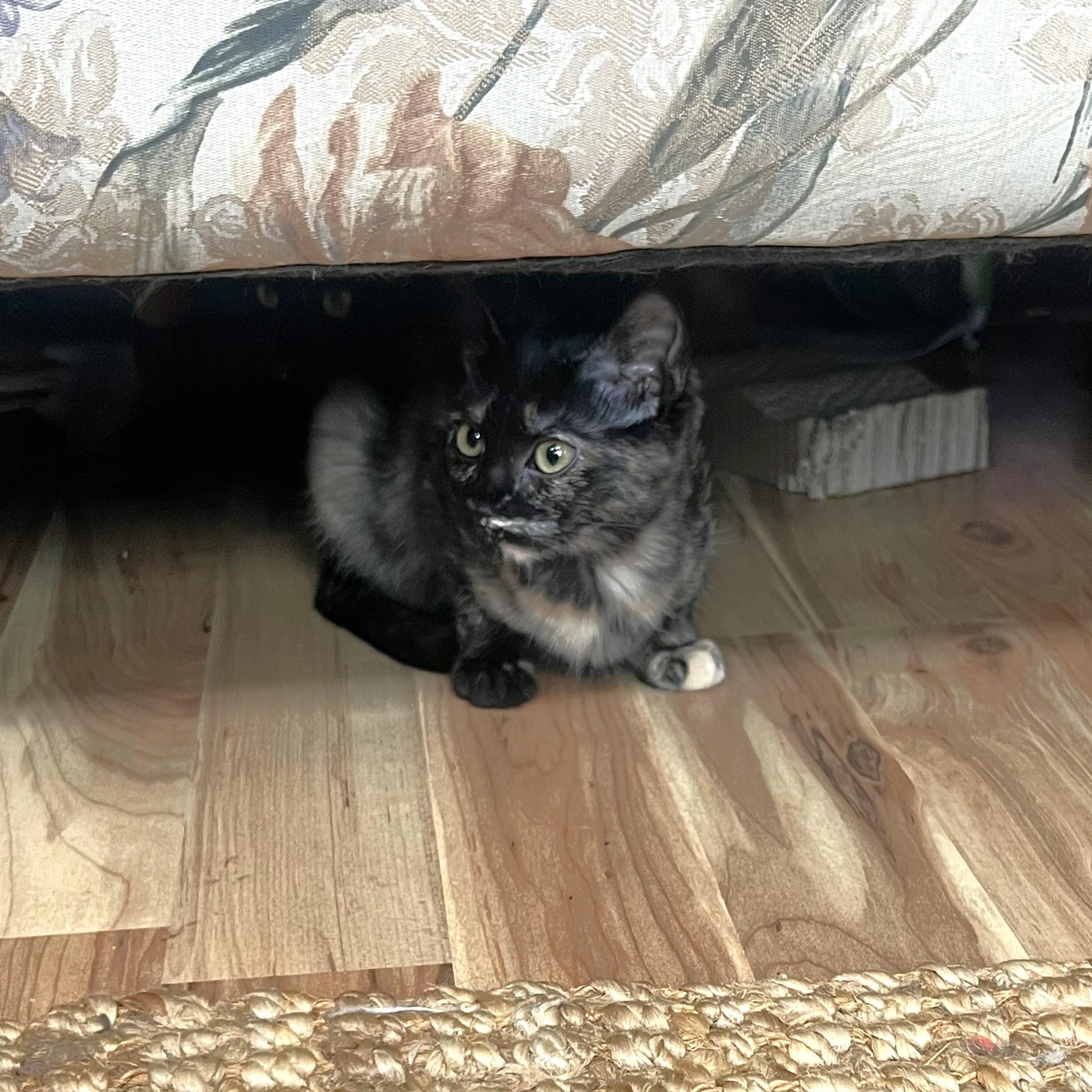 Enlarge Kizzy, a ADOPTABLE Domestic Short Hair in Apex, NC image 5/5