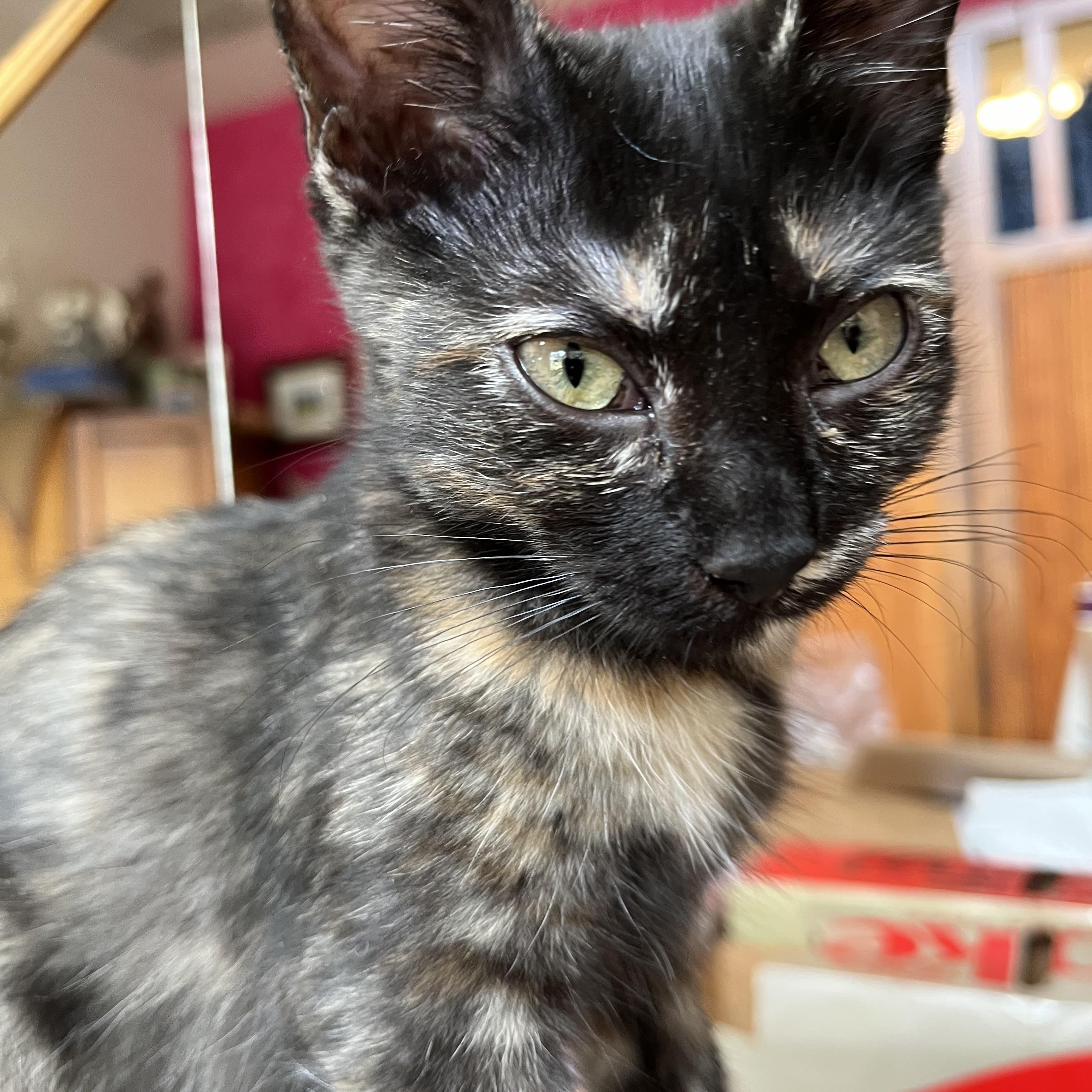Enlarge Kizzy, a ADOPTABLE Domestic Short Hair in Apex, NC image 3/5