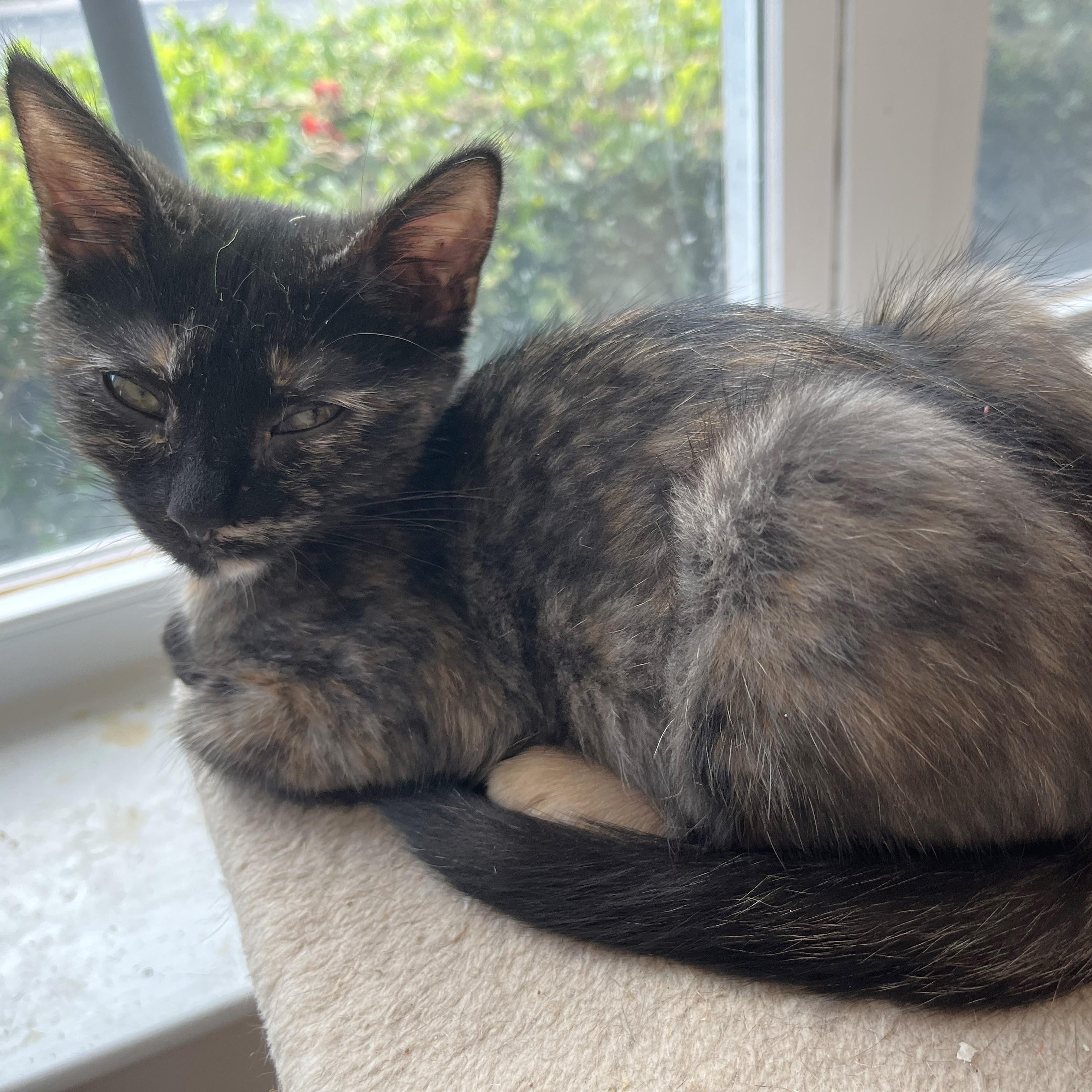Enlarge Kizzy, a ADOPTABLE Domestic Short Hair in Apex, NC image 2/5