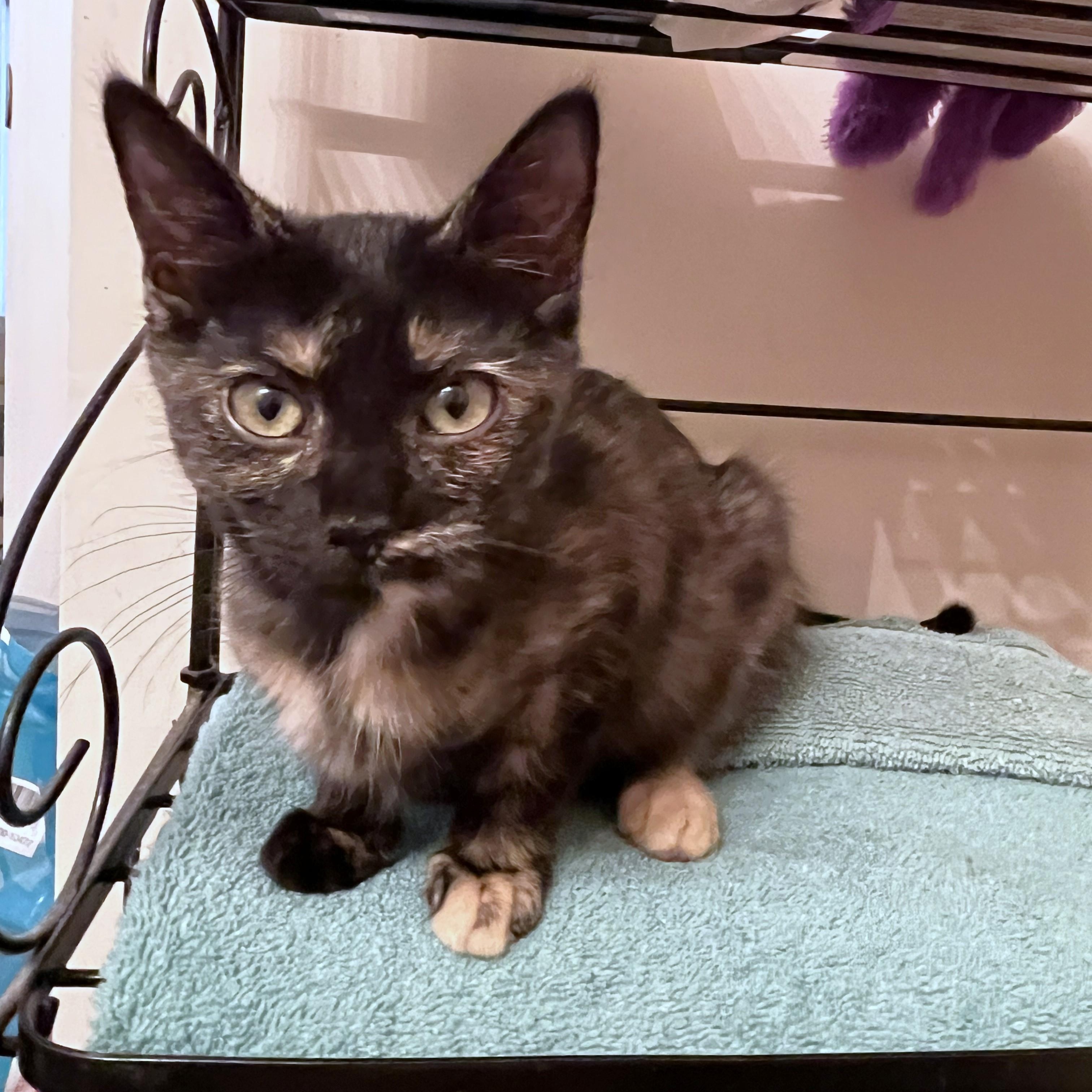 Enlarge Kizzy, a ADOPTABLE Domestic Short Hair in Apex, NC image 4/5