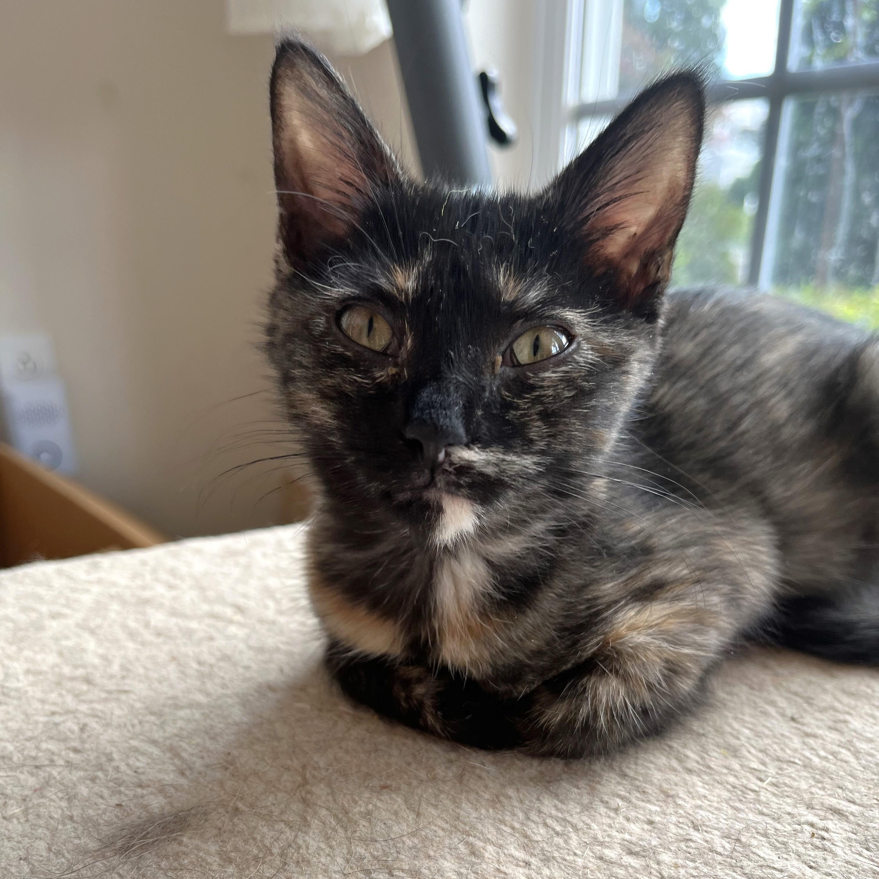 Enlarge Kizzy, a ADOPTABLE Domestic Short Hair in Apex, NC image 1/5